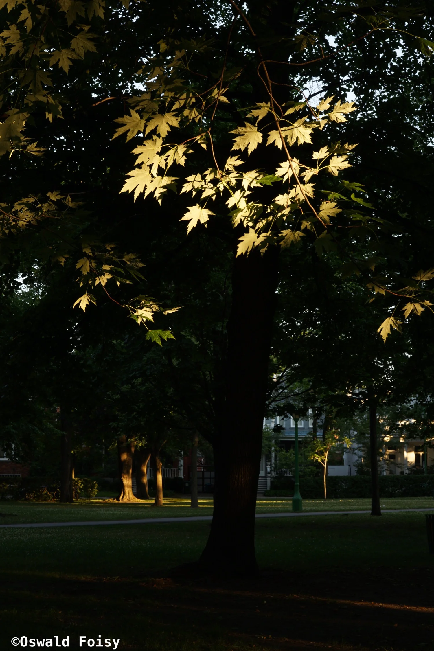 DSC02907.jpg