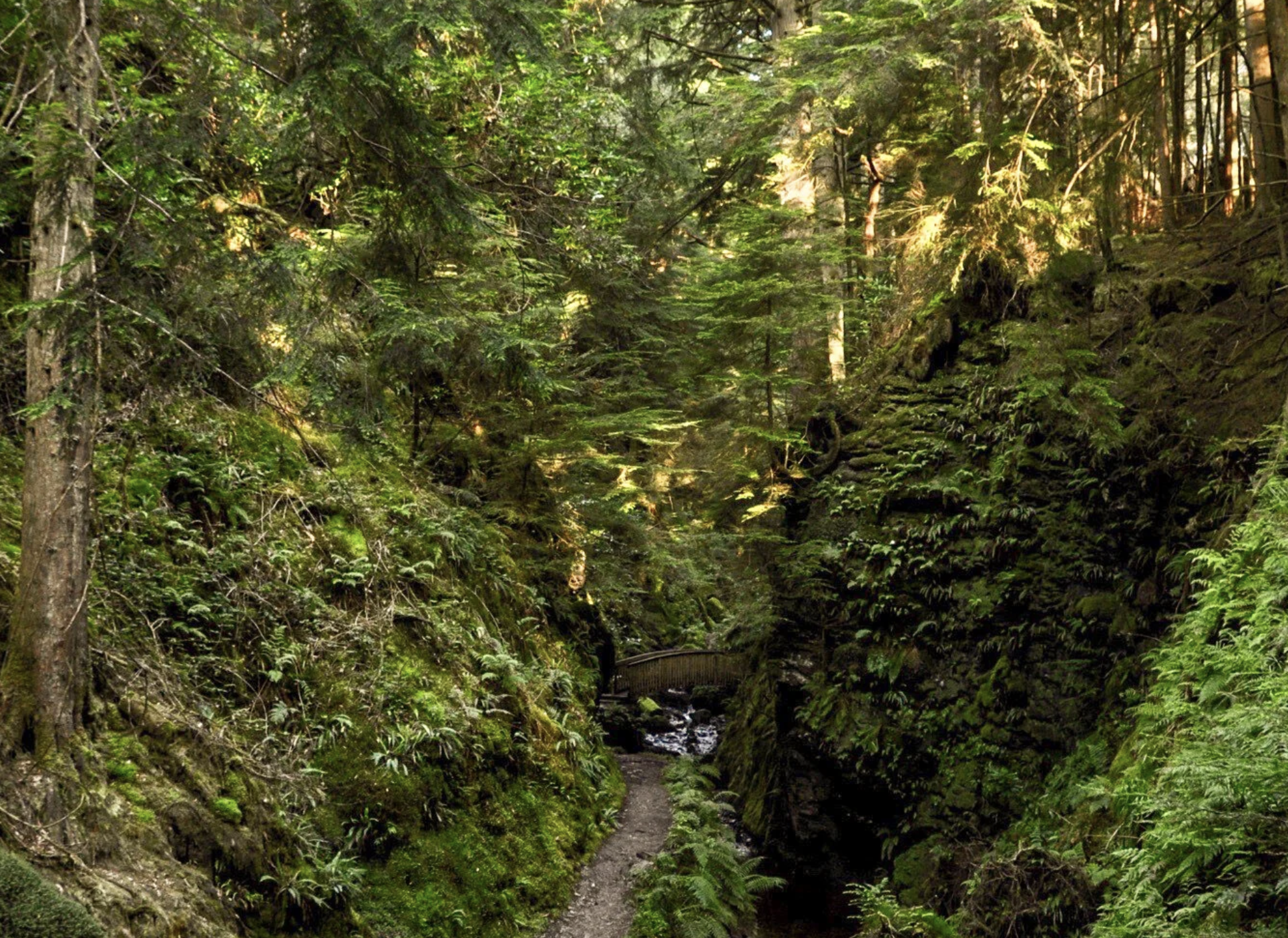 A narrow trail winding through a lush, green forest with tall trees and moss-covered rocks.