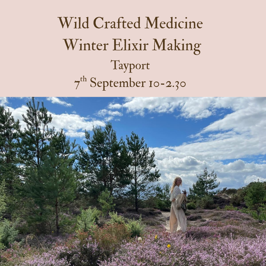 Wild Crafted Medicine Winter Elixir Making Tayport (1).png