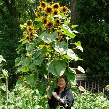 Chef Zacki &amp; Giant Jerusalem Artichoke Stalks