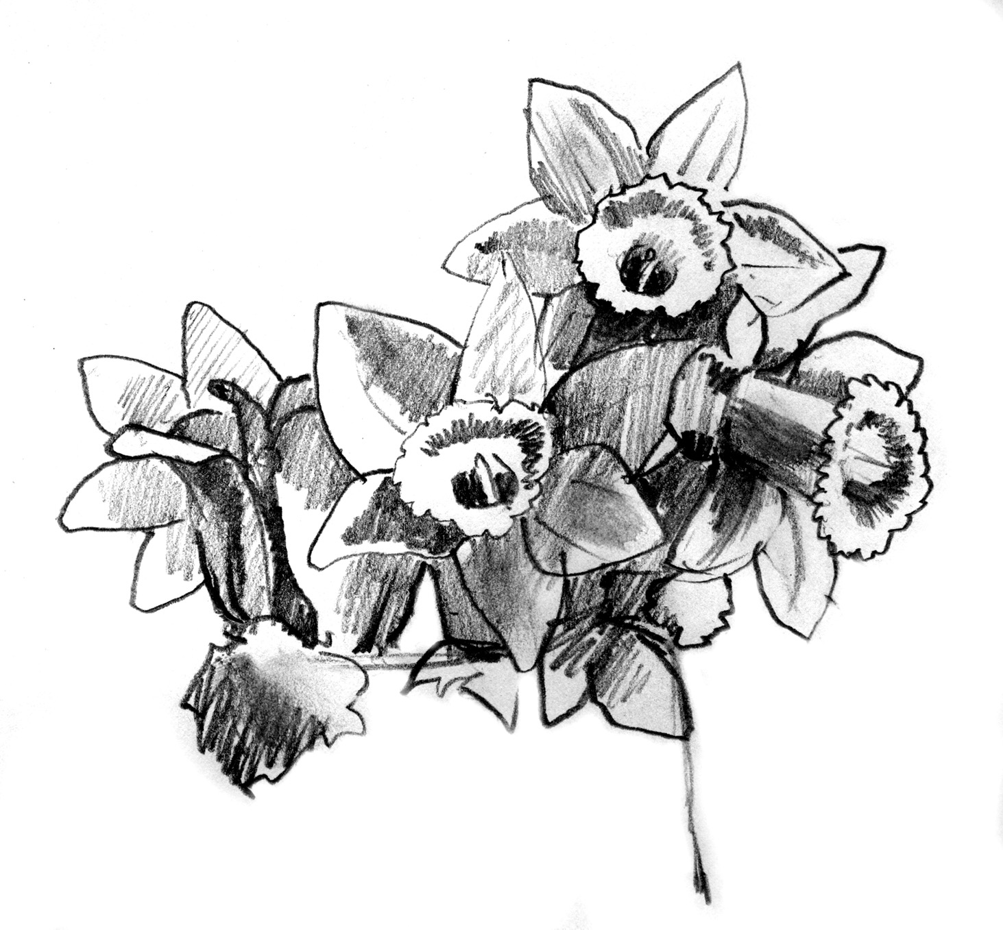 daffodils copy.jpg