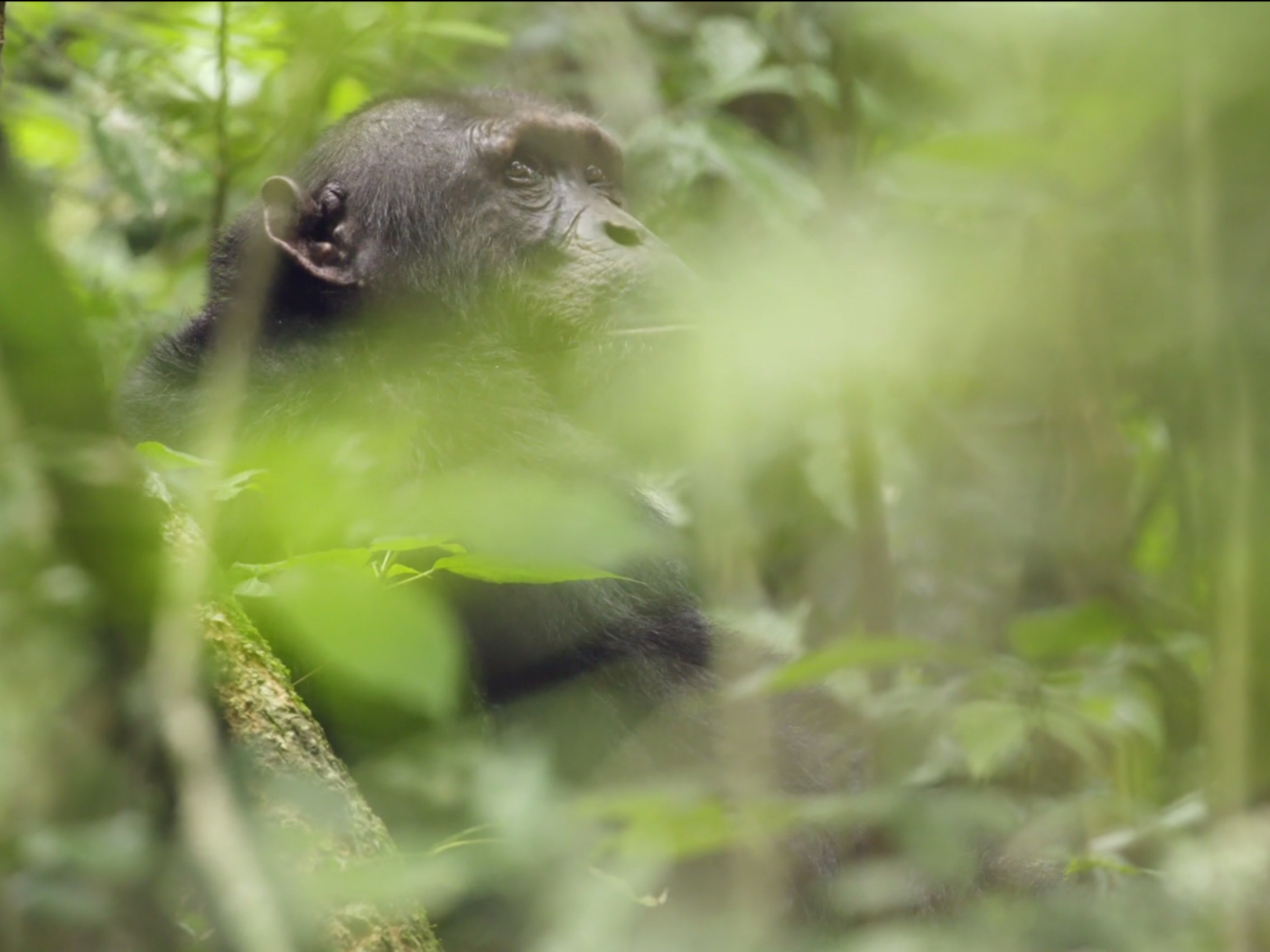 rubondo%2Bchimp.jpg