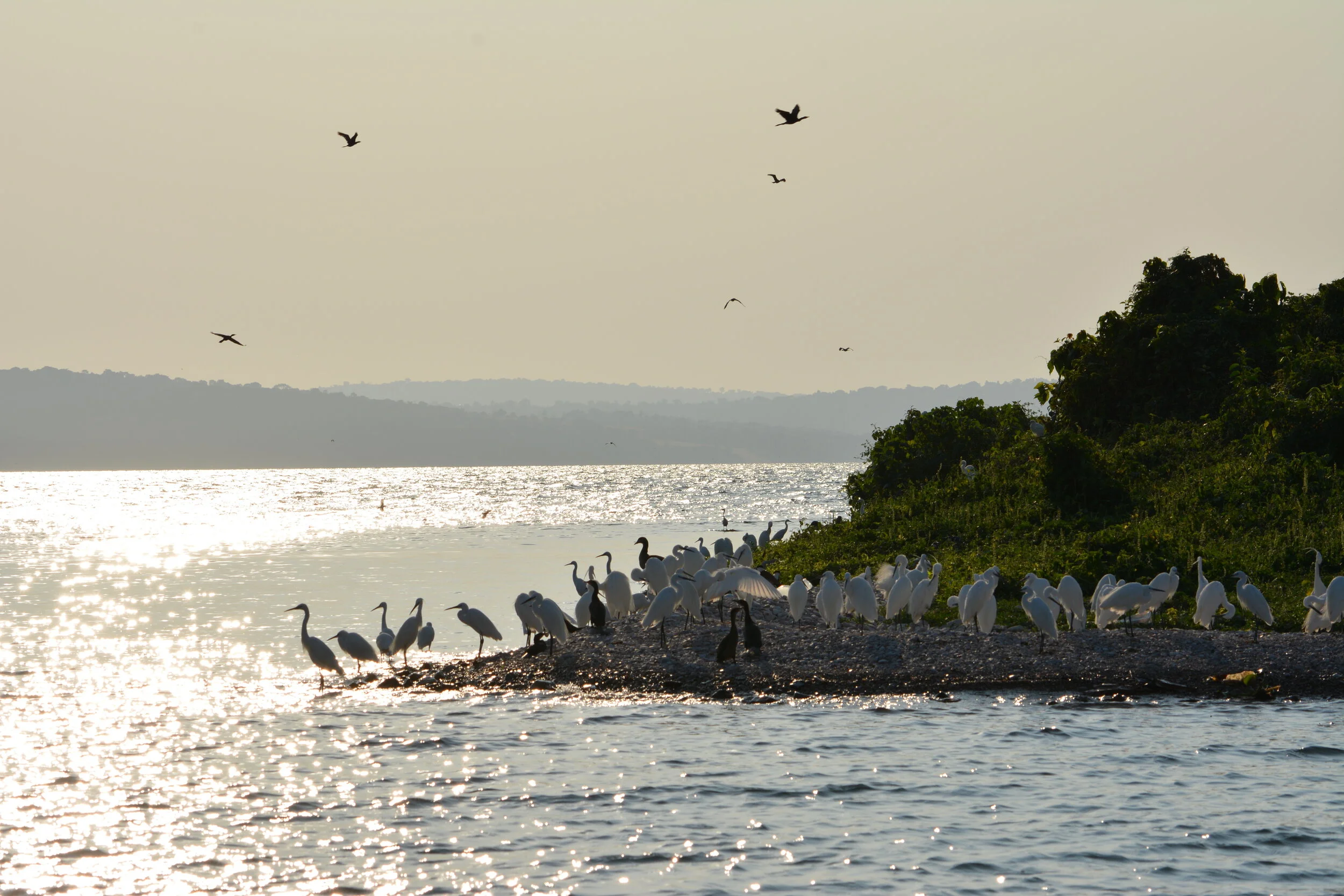Rubondo Island from Lake Victoria