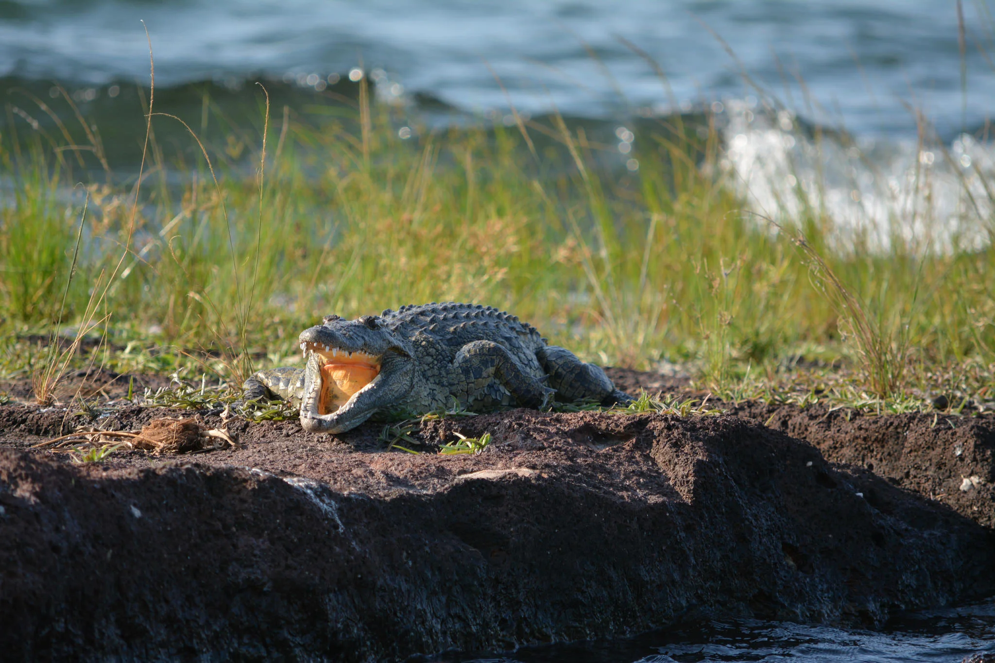 Crocodile off Rubondo (Copy)