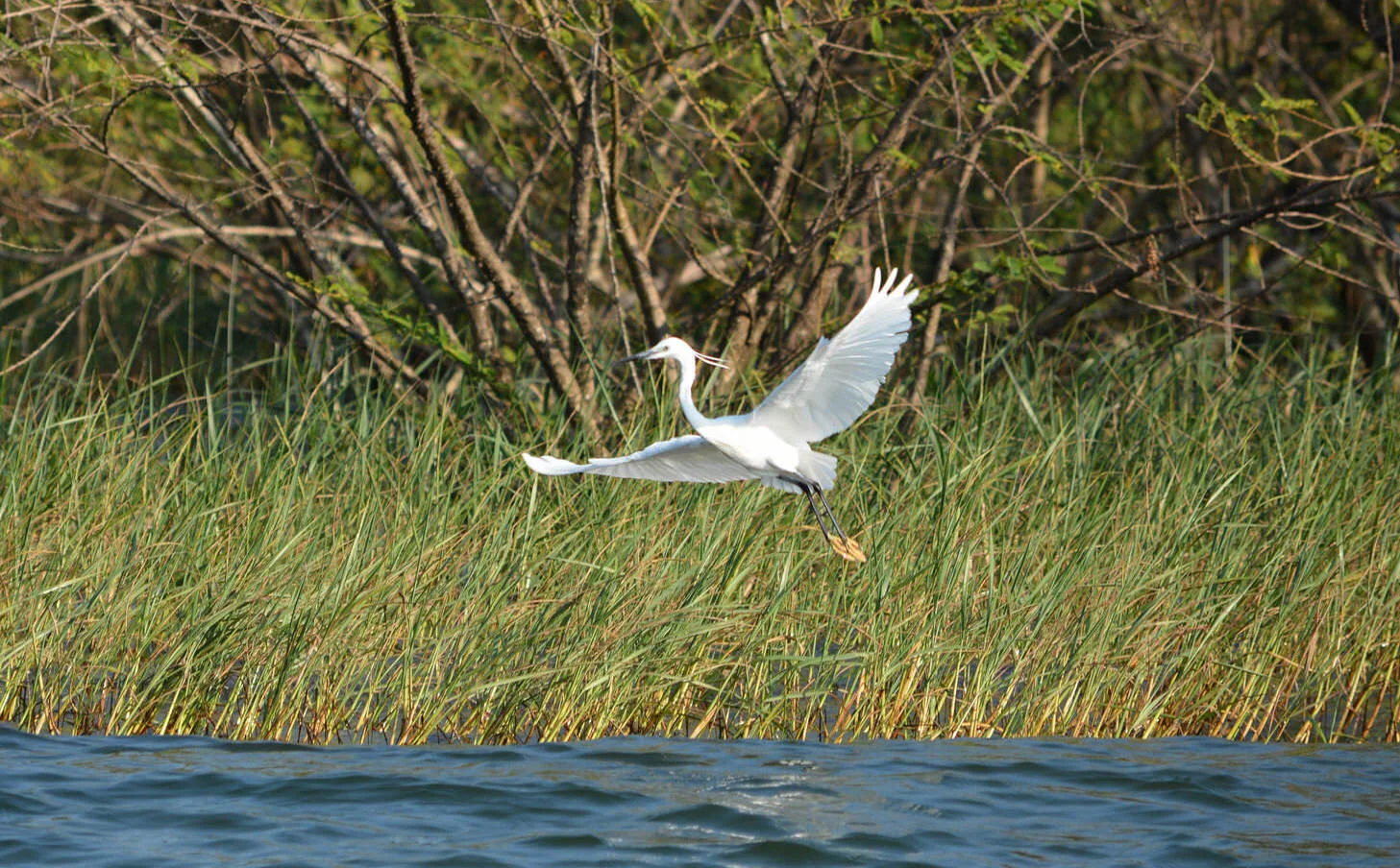 Egret of Rubondo Island (Copy)