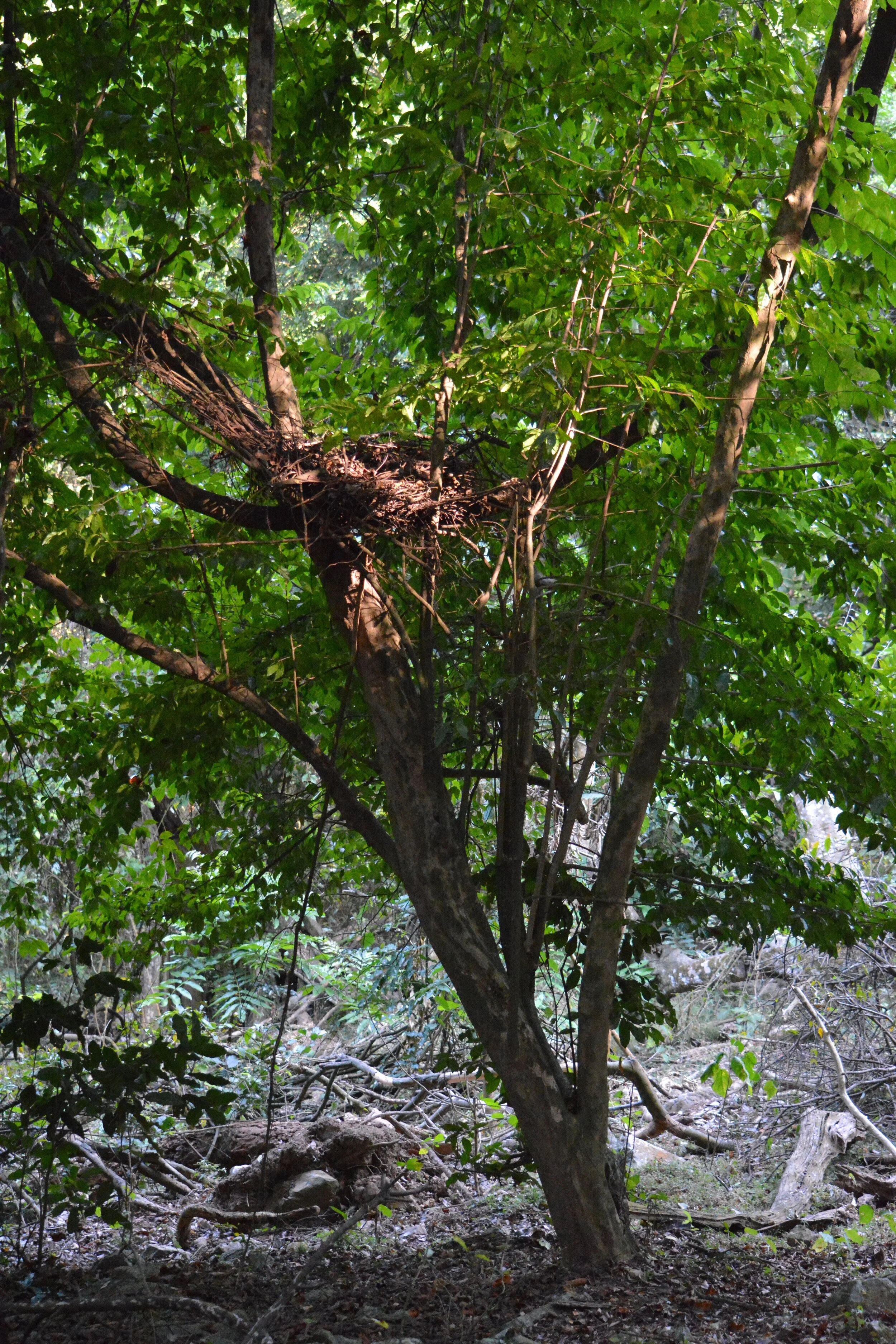 Rubondo chimpanzee nest (Copy)