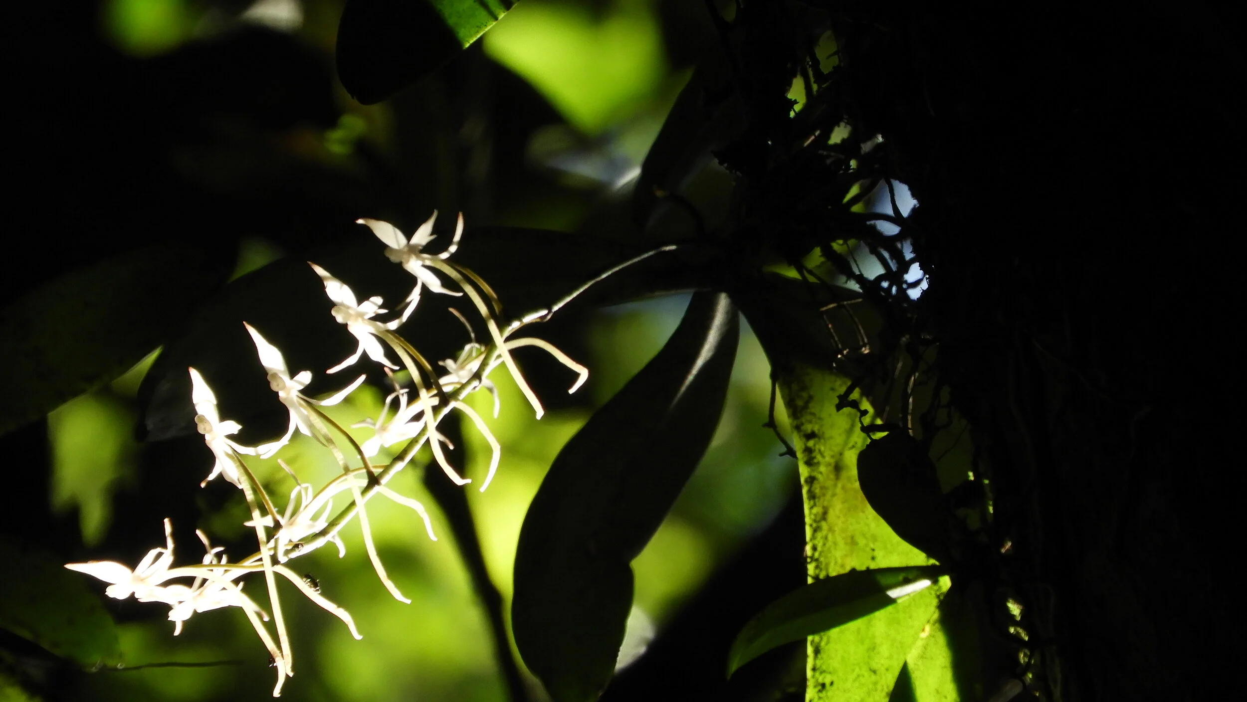 Rubondo Orchid (Copy)