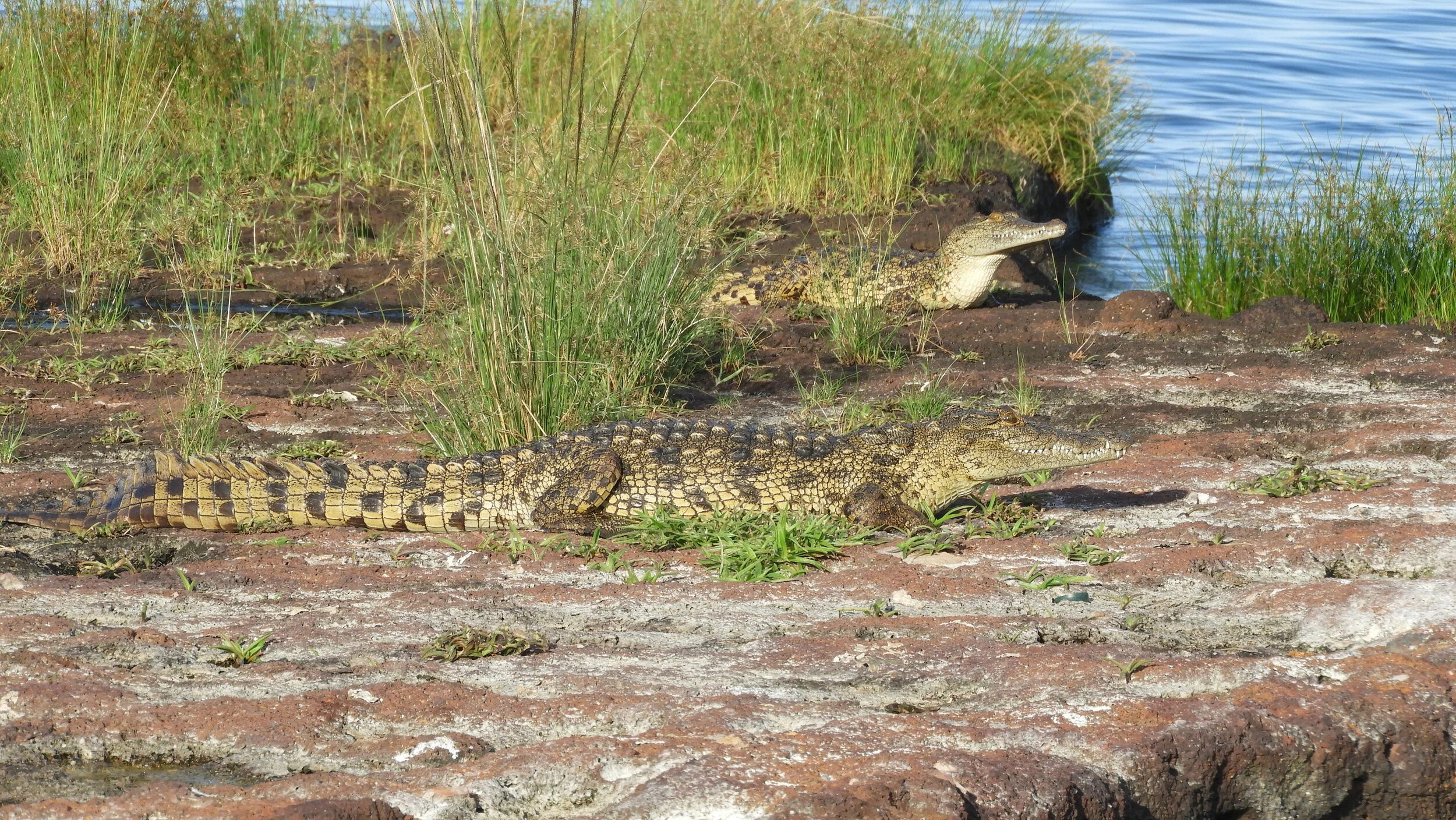 Two crocodiles resting on a rocky riverbank surrounded by green grass near a body of water
