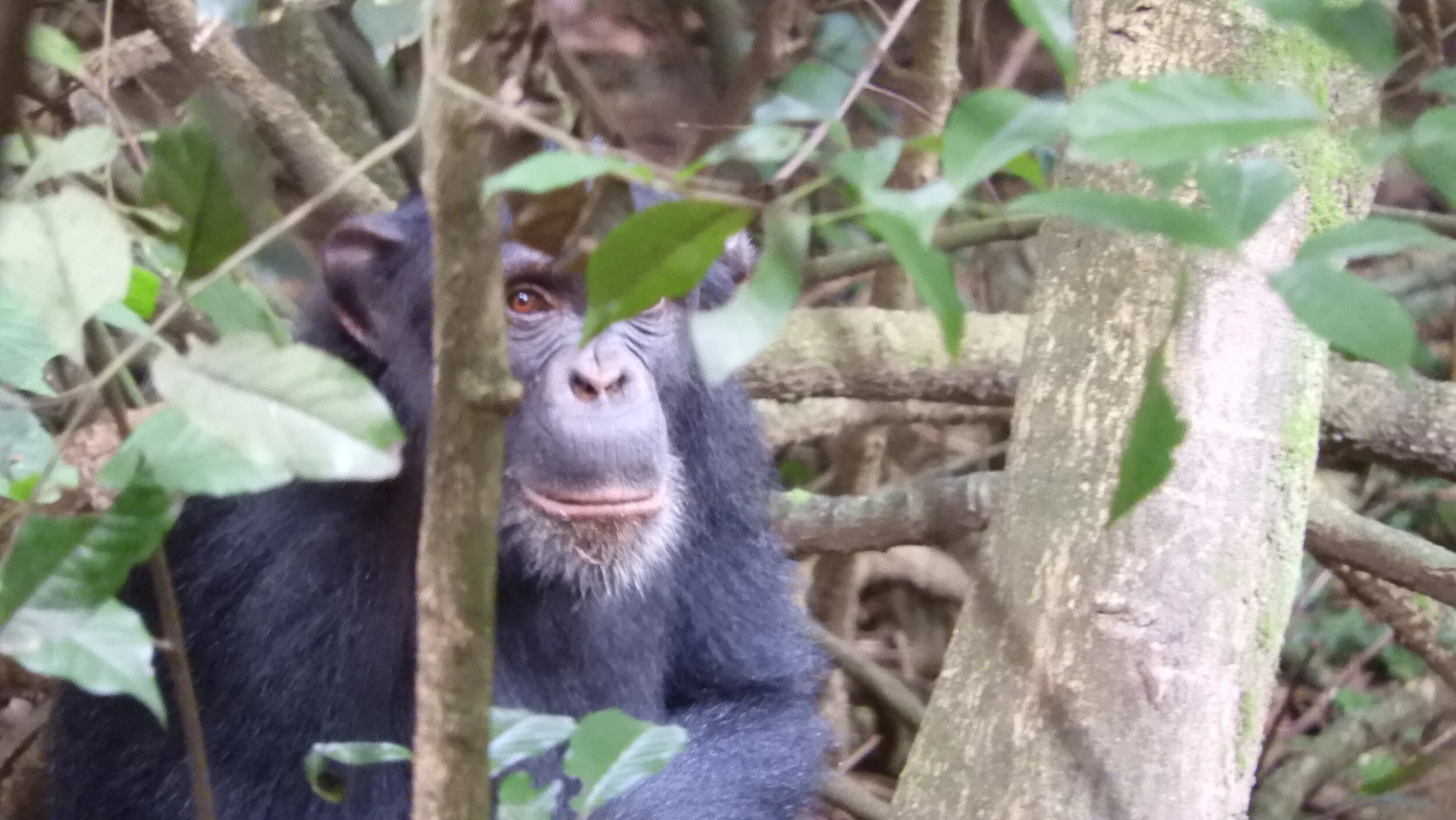 Chimpanzee of Rubondo (Copy)