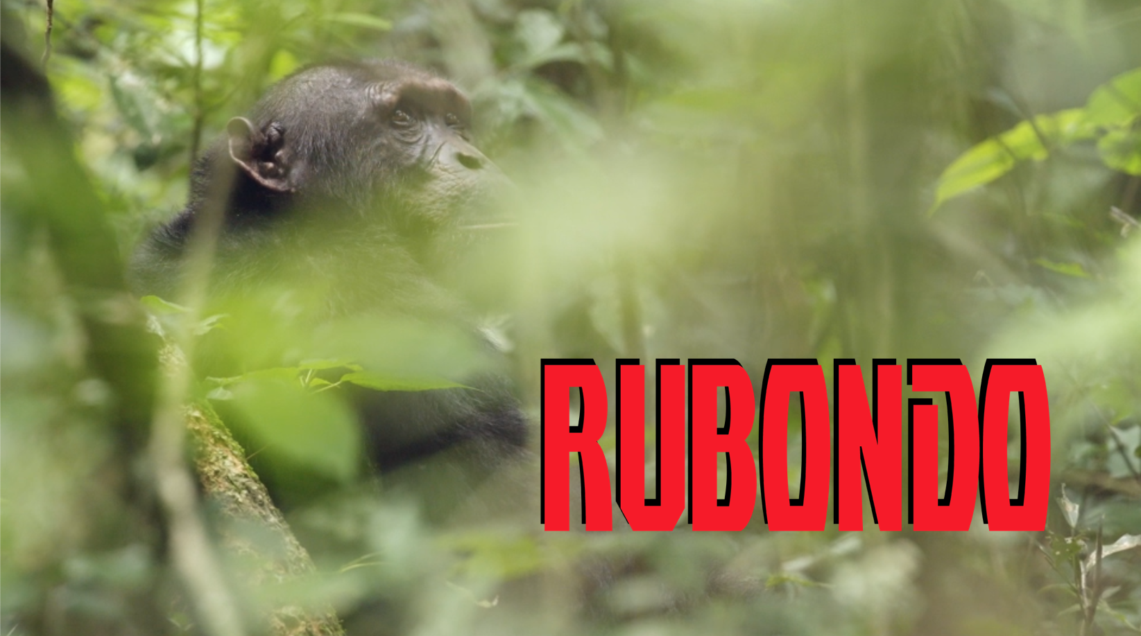 A black gorilla in a lush green jungle, with the bold red text "RUBONDO" overlaid on the lower right side.