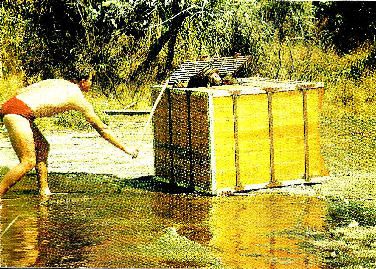 rubondo-chimps-image-1.png
