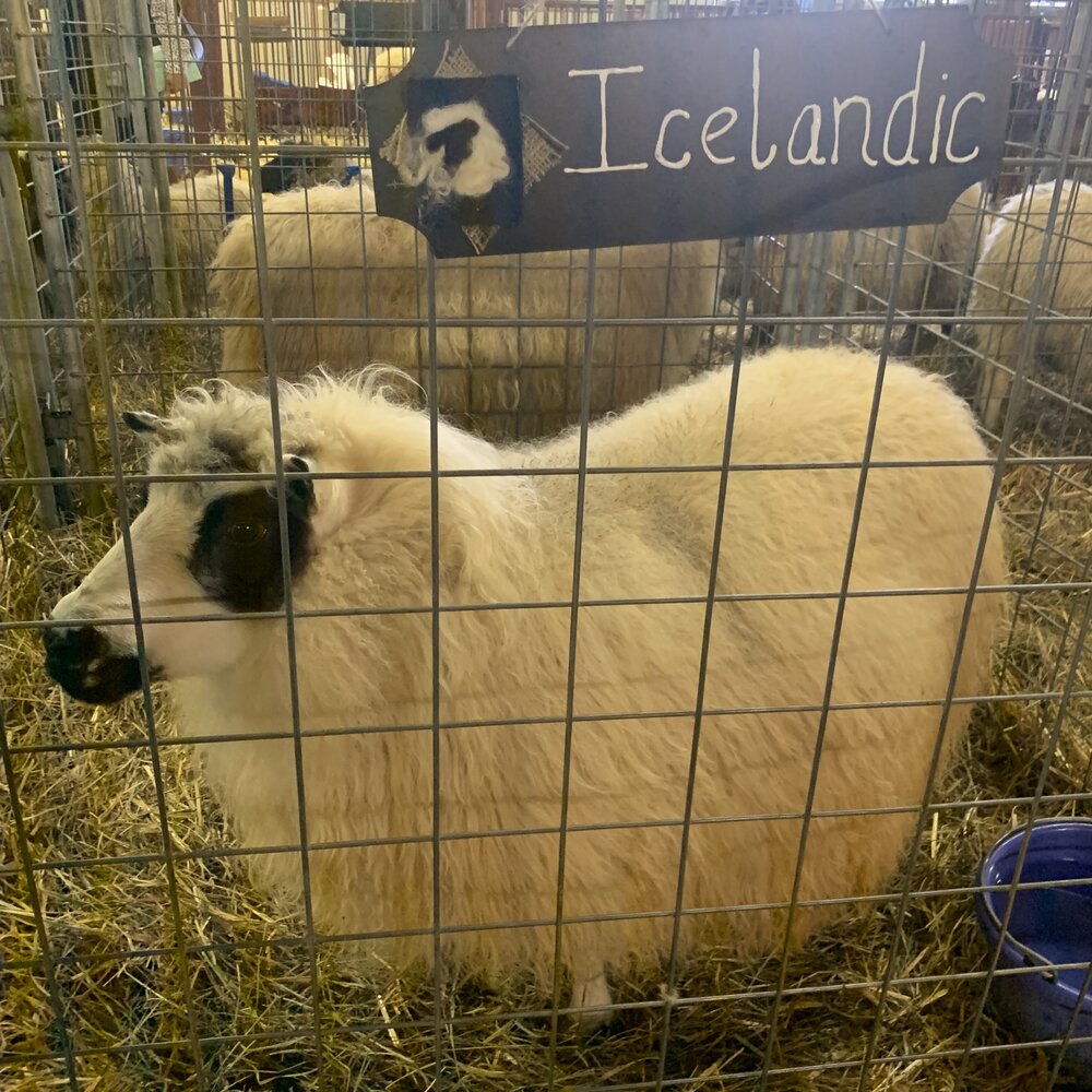 This Icelandic sheep was all fluff!