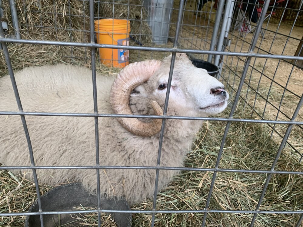 This sweet ram had a noise that was almost a growl.