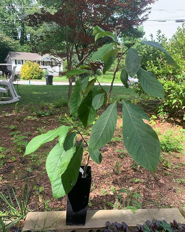 So the Pawpaw fairy came to visit yesterday! I don&rsquo;t know who left me this gorgeous Sunflower pawpaw but THANK YOU! I&rsquo;m SO excited I&rsquo;m speechless! All the exclamation points!!!!!!!!!!!!!!!! &mdash;
#pawpaw #pawpawtree #homestead #ho