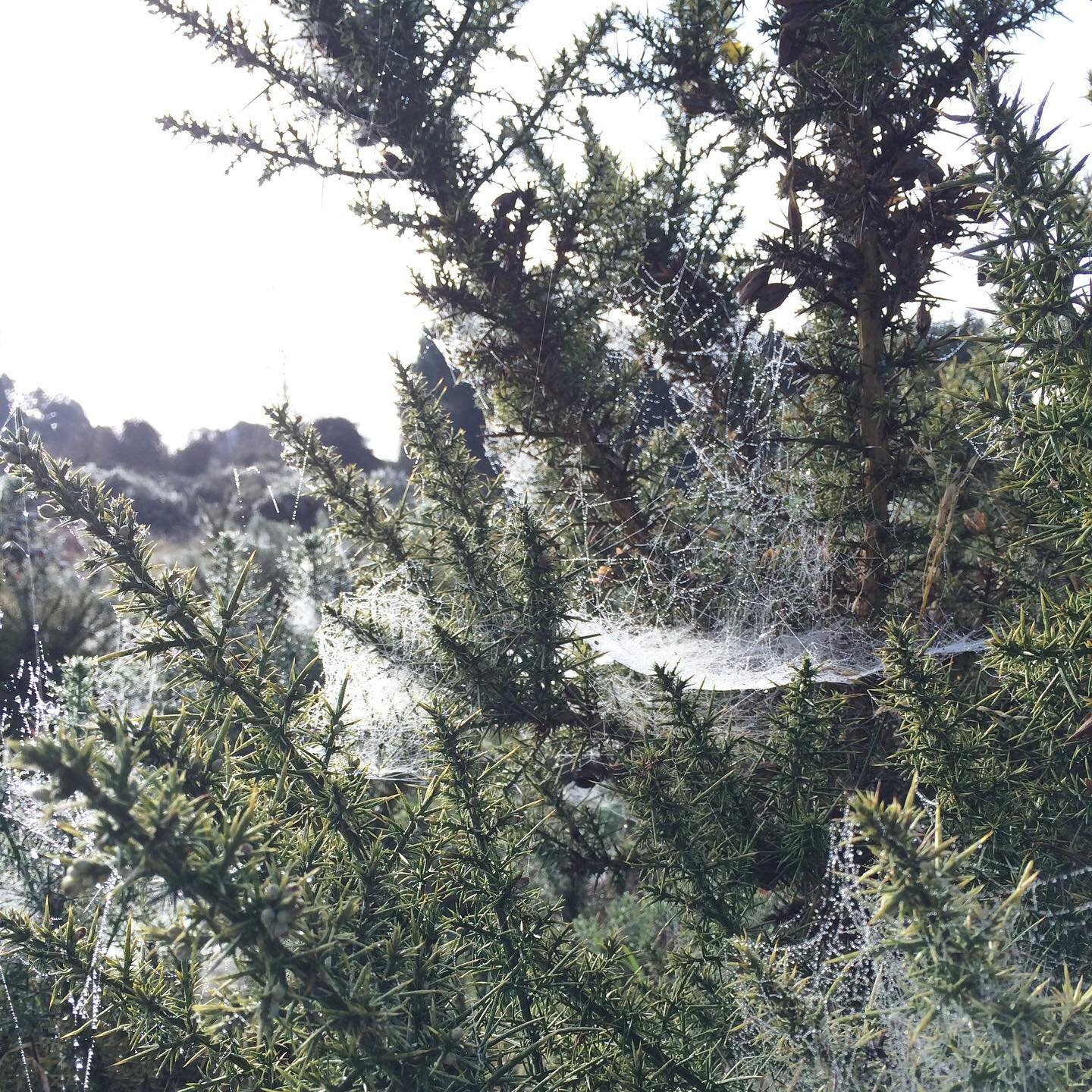 I&rsquo;ve an exciting collaborative workshop coming up: a bookbinding and creative writing workshop with writer Sarah Byrne @thewellreview ⚡️⚡️⚡️

We will be focusing on paper, trees and the senses in @hometreecharity HQ in Ennistymon, Clare.

The w