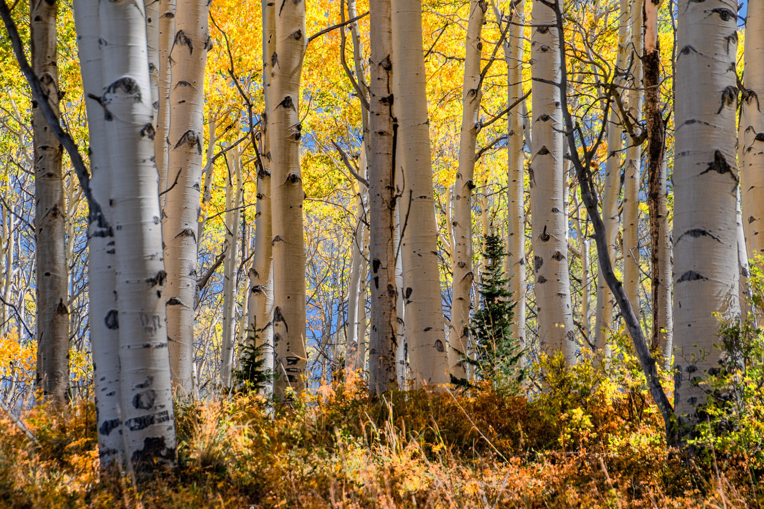 Owl Creek Pass (Copy)
