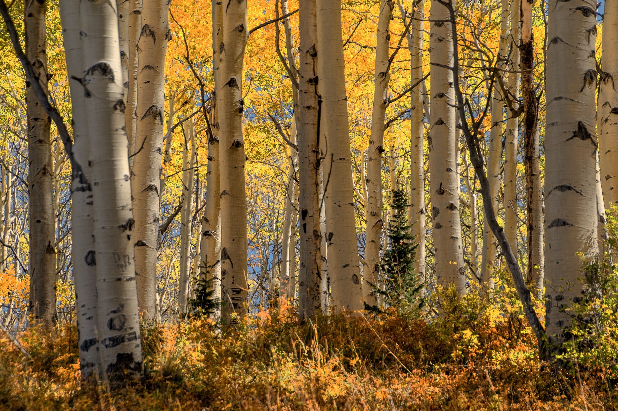 OWL CREEK PASS