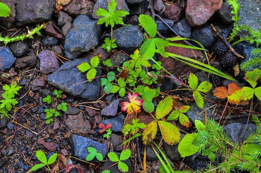 FOREST FLOOR