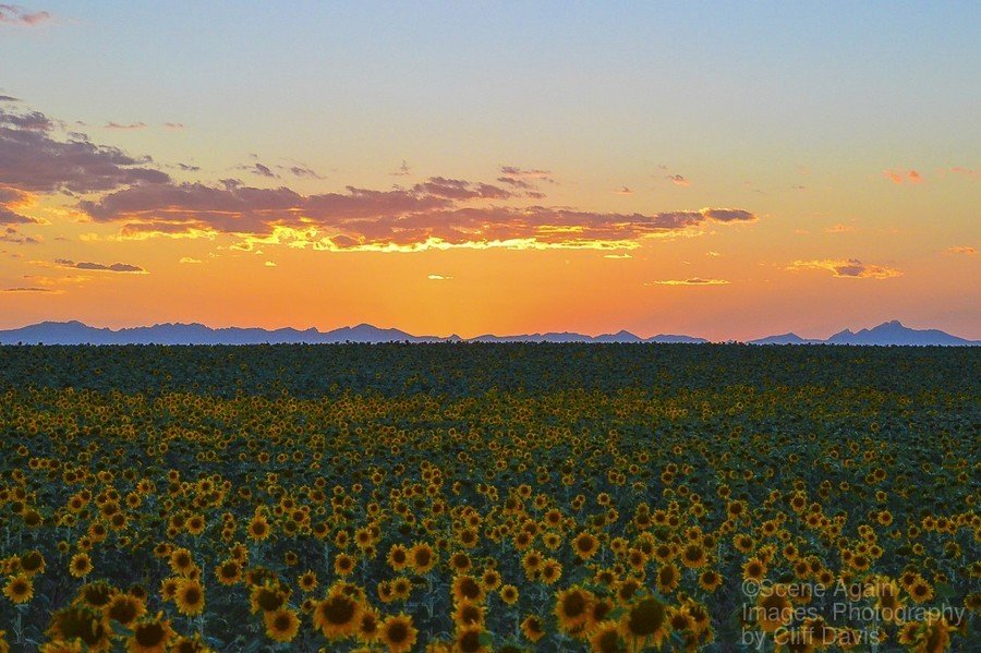 SUNFLOWERS AT DUSK