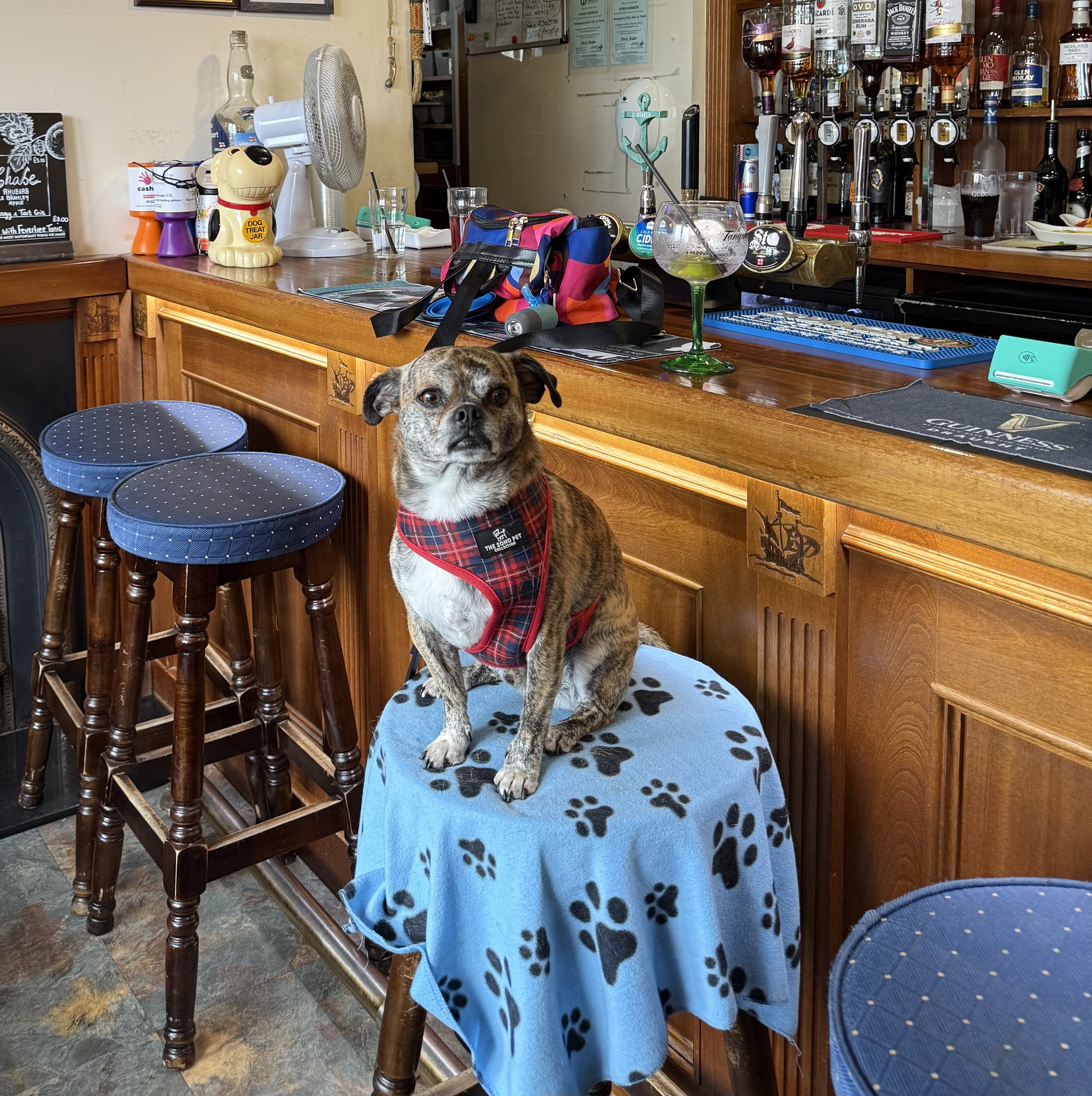 Pet Friendly Bars New Orleans