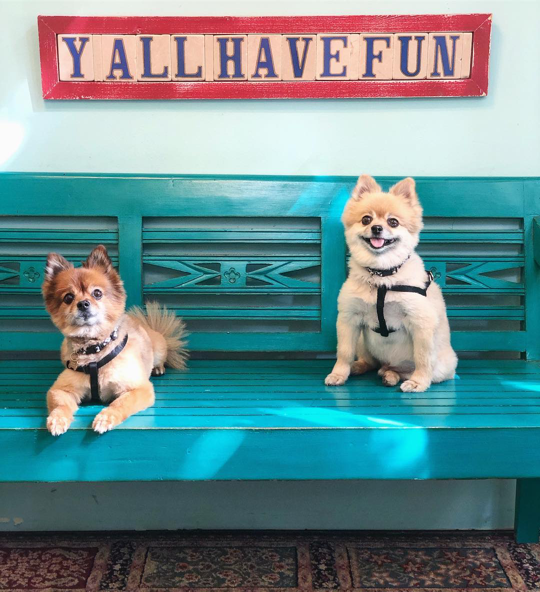 Pet Friendly Bed and Breakfast