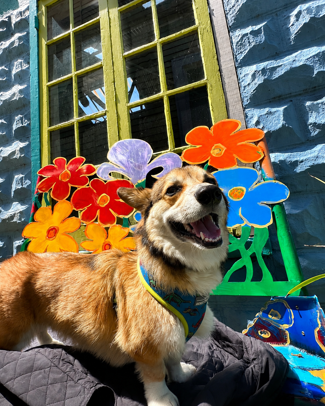 Pet-Friendly Travel in New Orleans: The Best Boutique Hotel for You &amp; Your Dog