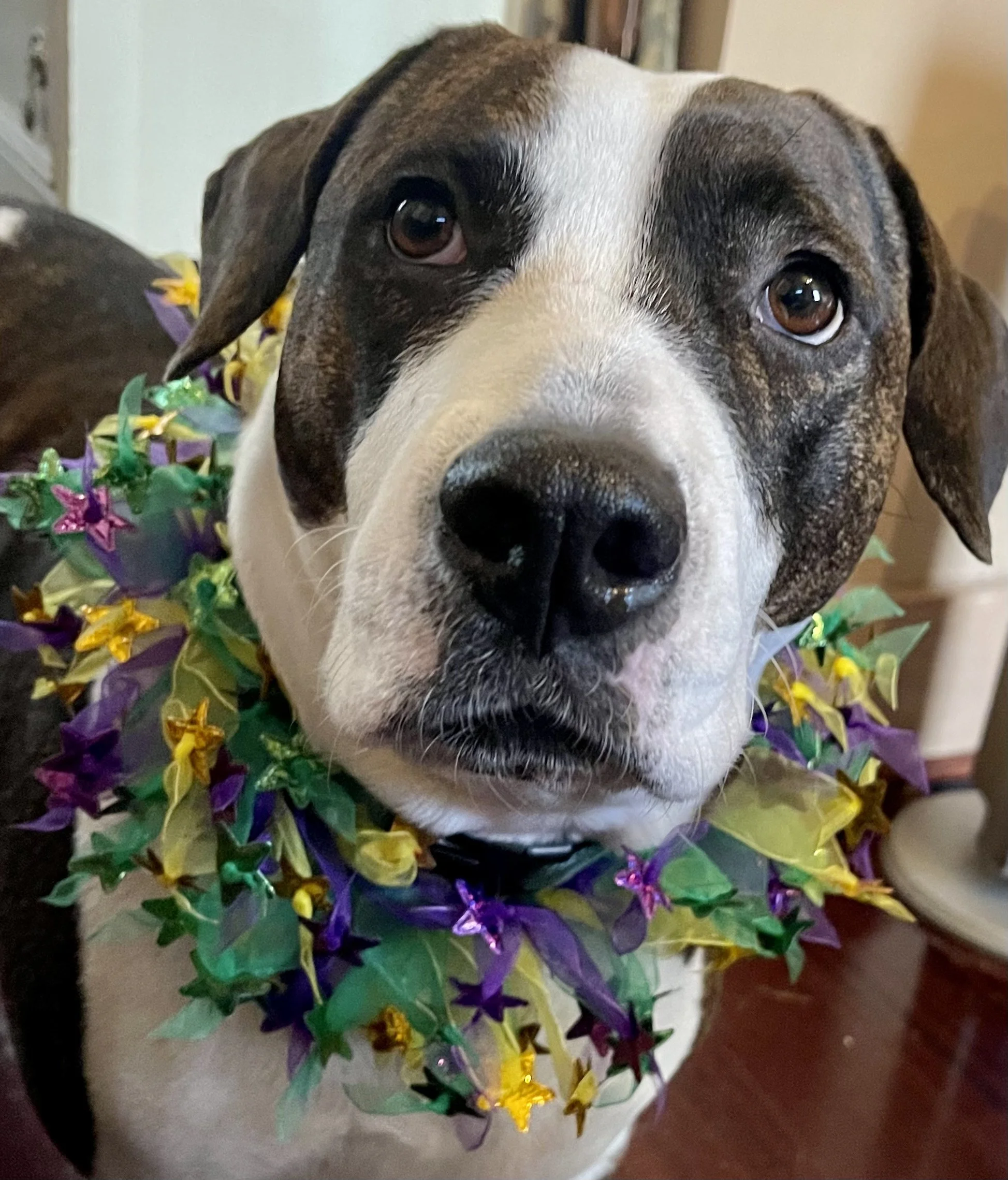 Pet Friendly Travel New Orleans