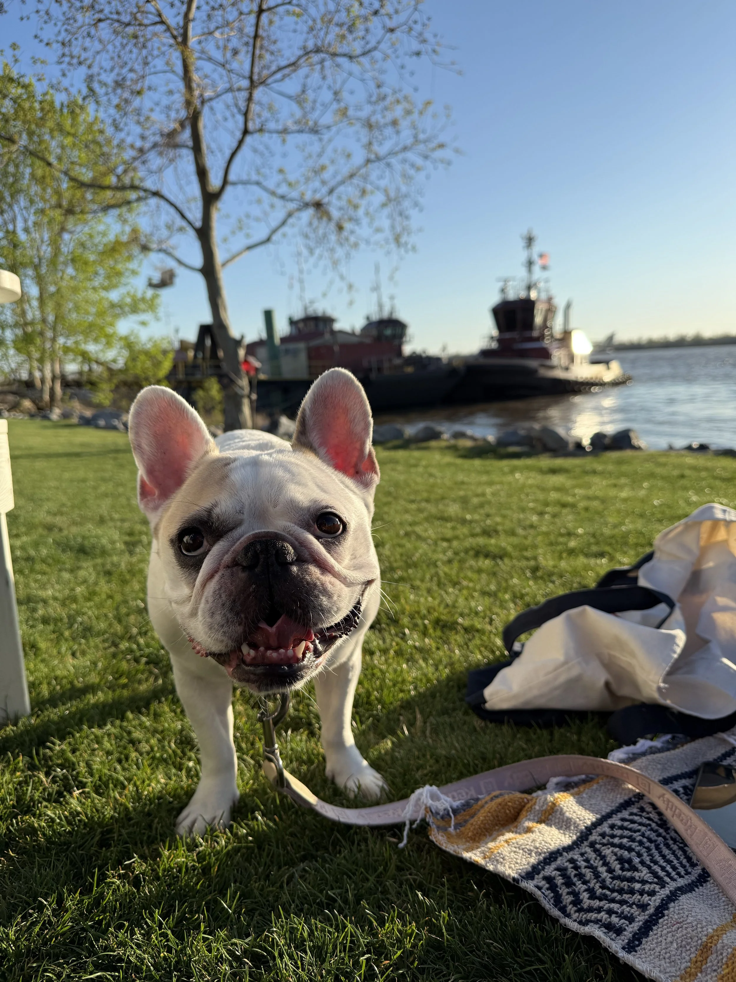 Pet Friendly lodging hotel travel guest house