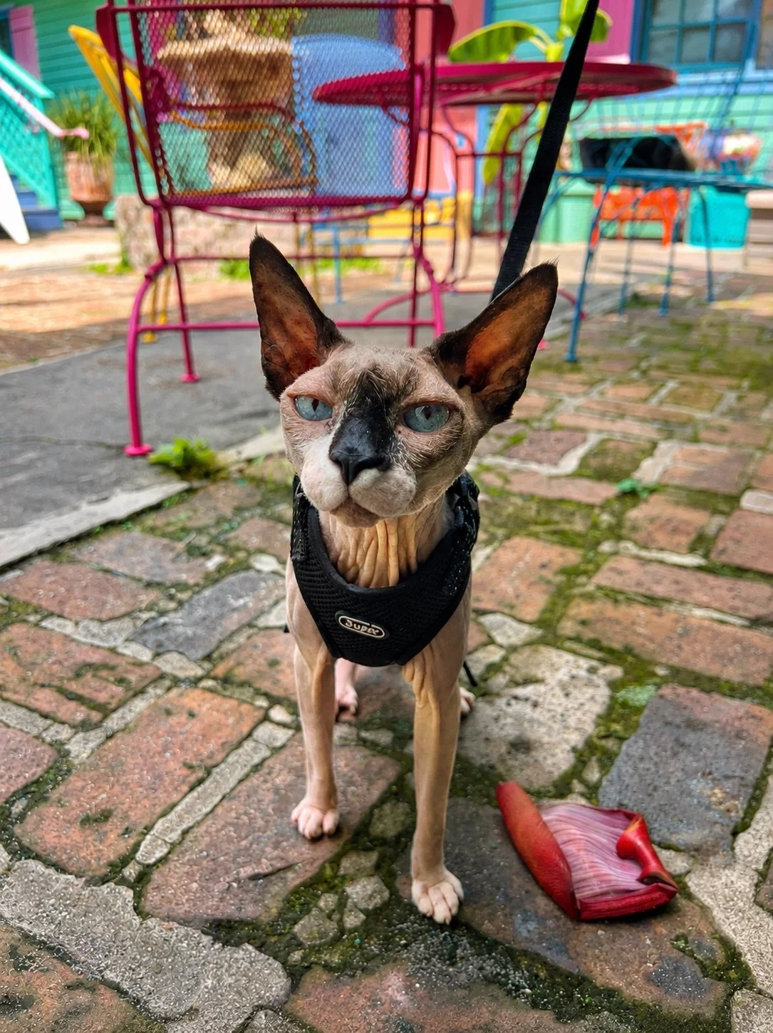 Pet Friendly Travel New Orleans