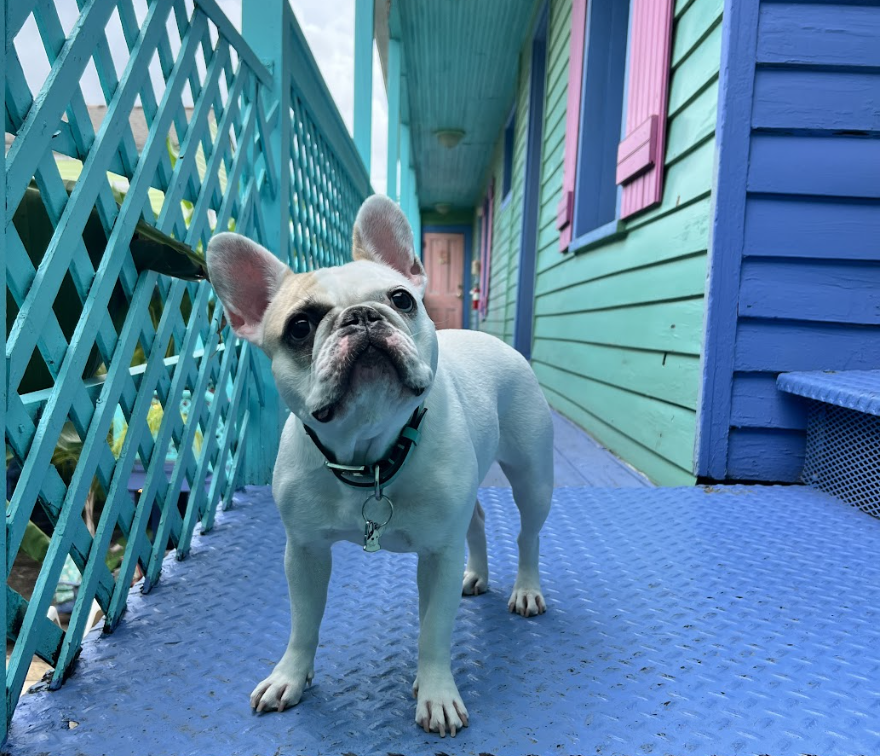 Travel With Your Dog In New Orleans