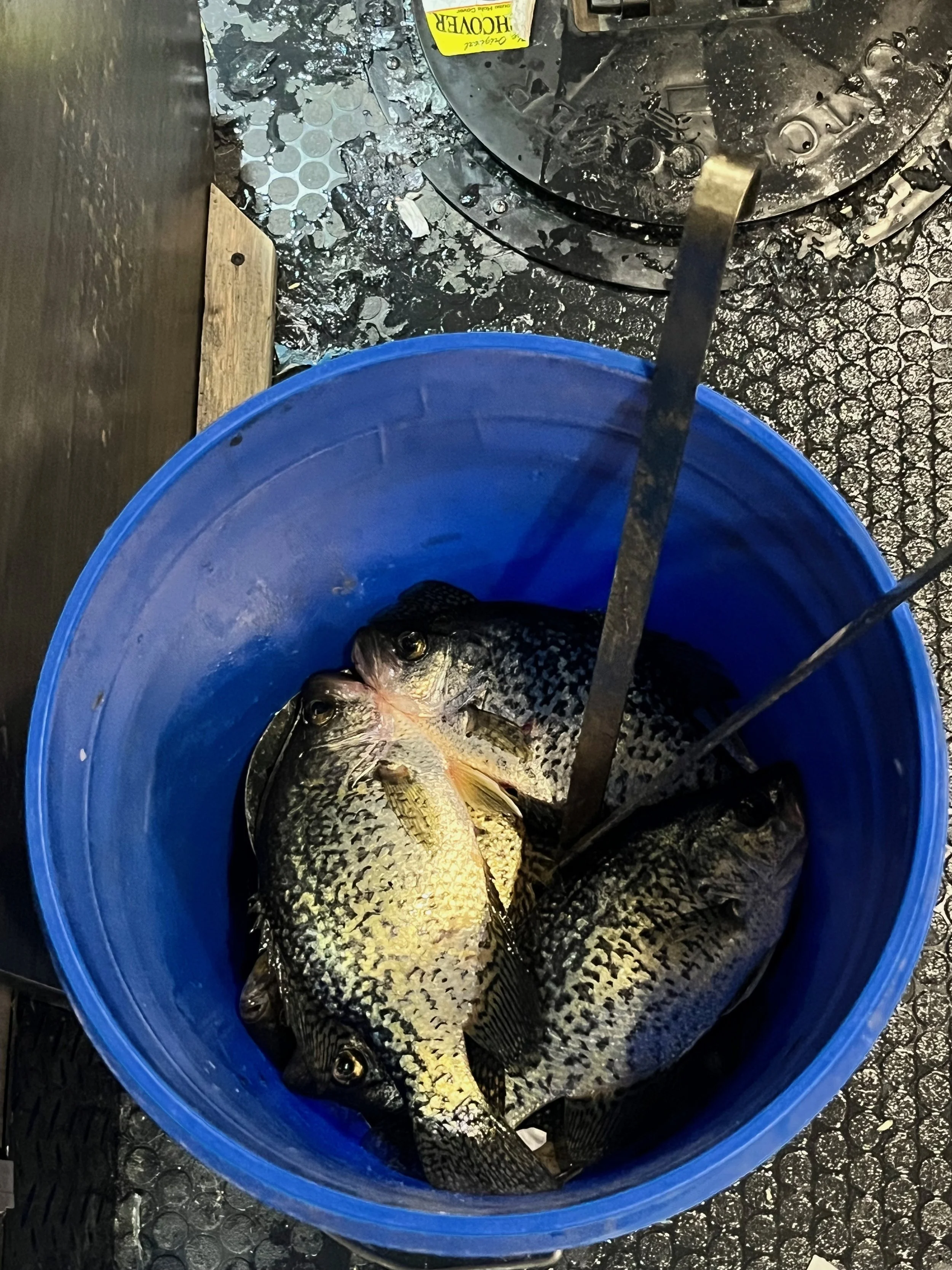 IMG_1336 (1).jpeg