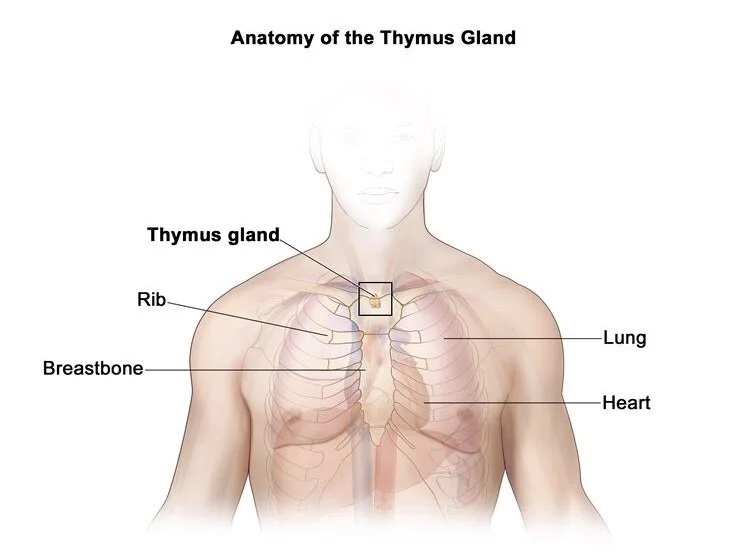 The Heart Chakra and The Thymus — Rebecca Nicholls