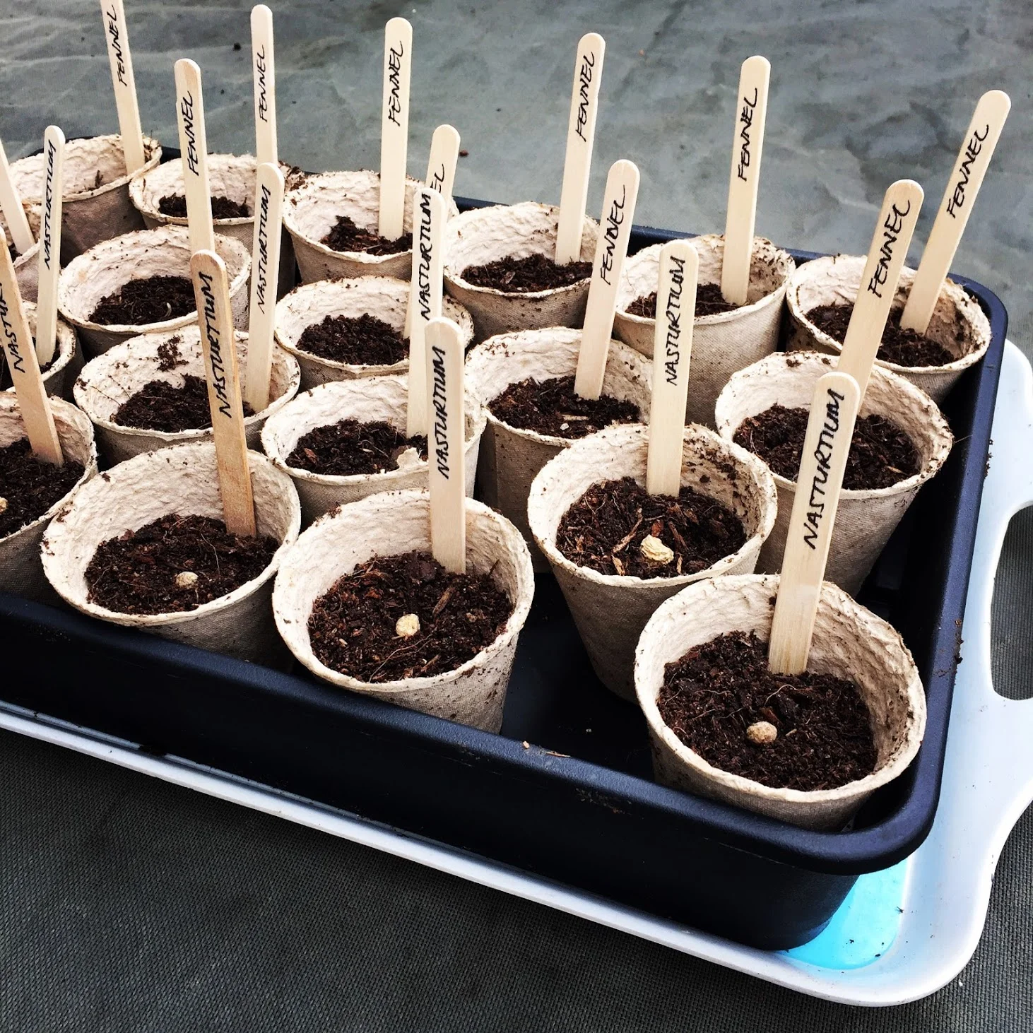 Primary School Planting