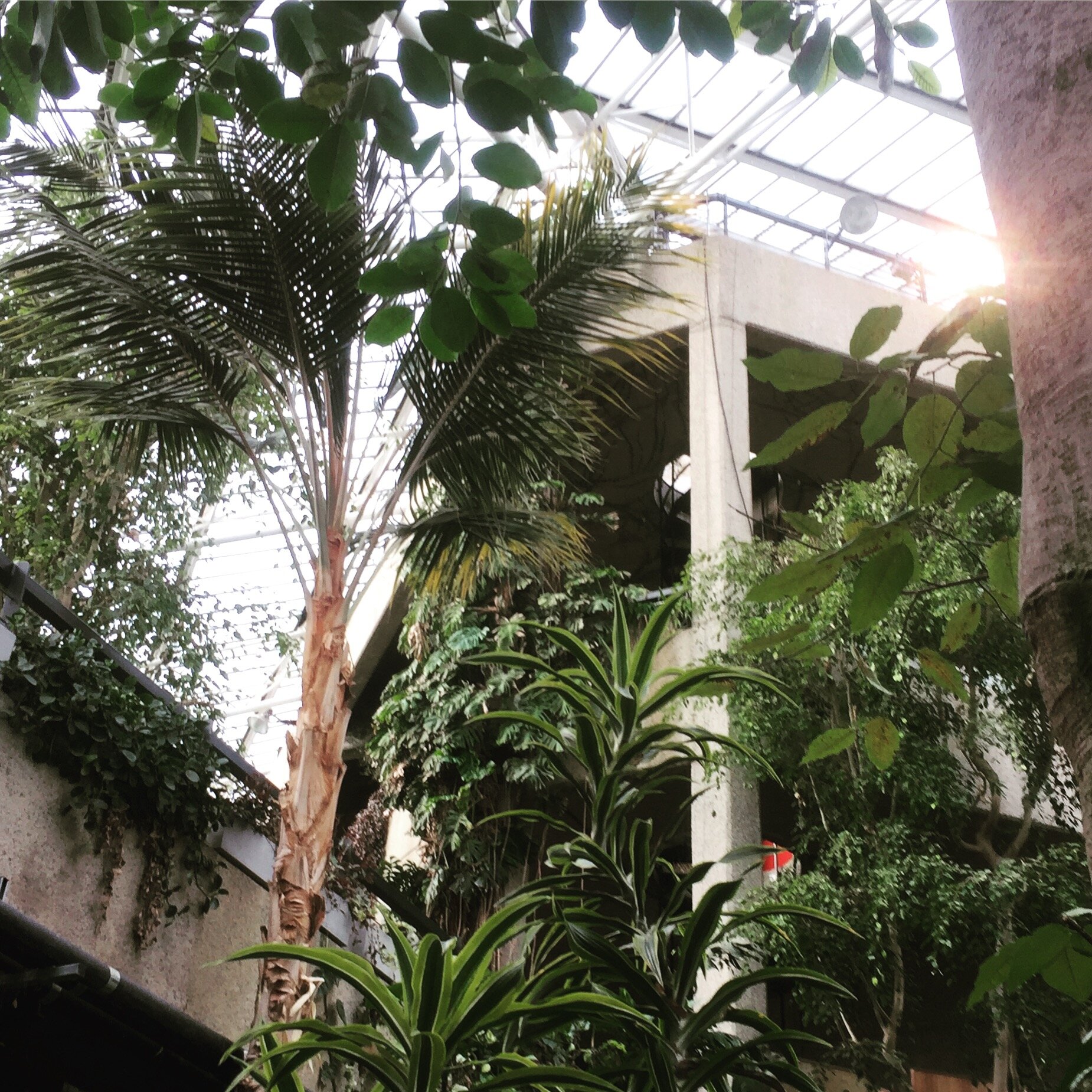 RECENT TALK ON NATURE AND WELLBEING