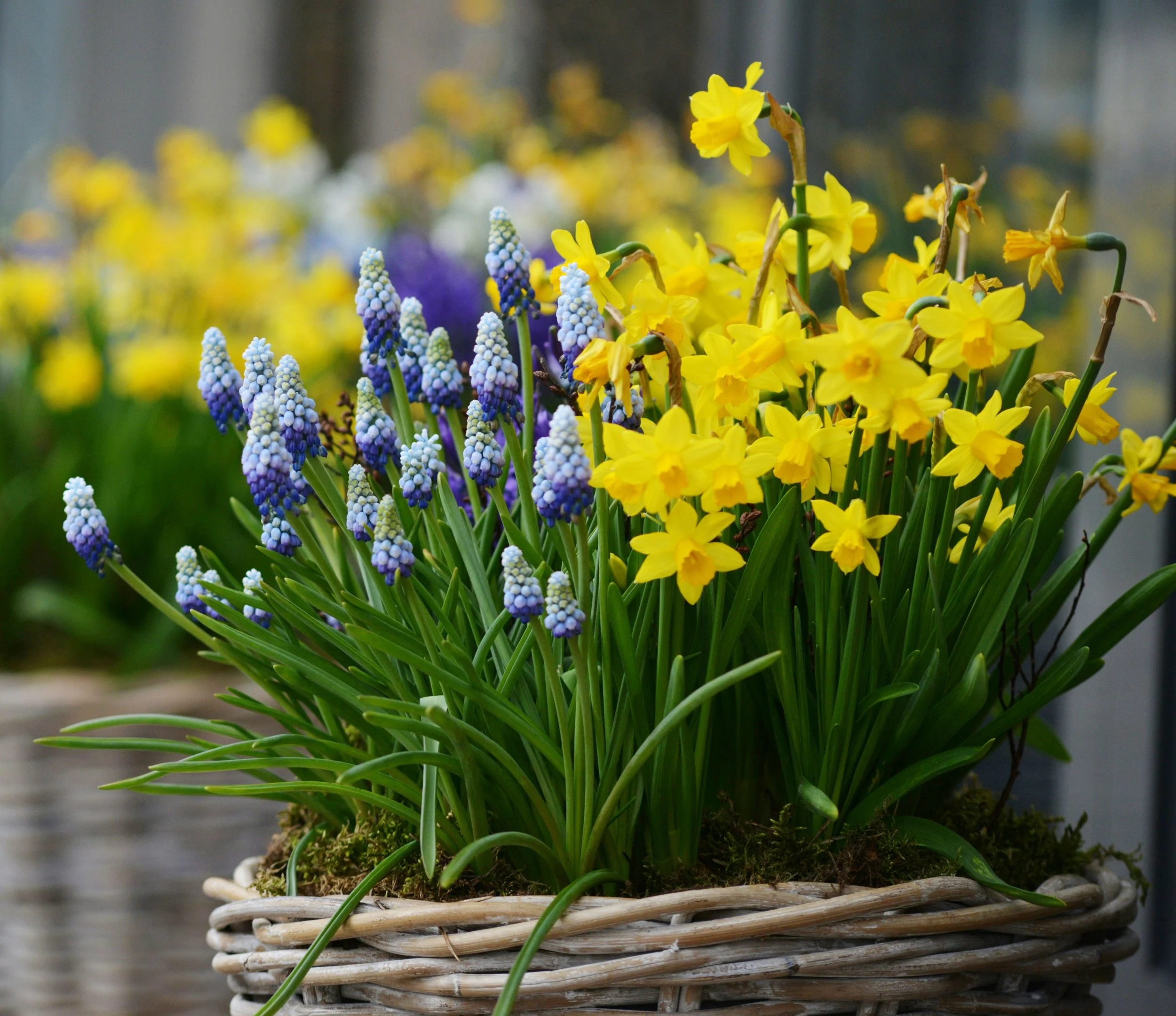 Create a Layered Bulb Planter (bulb lasagne)