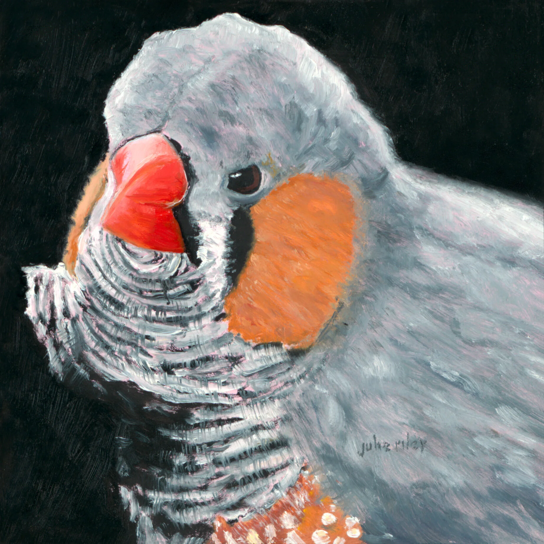Zebra Finch Print