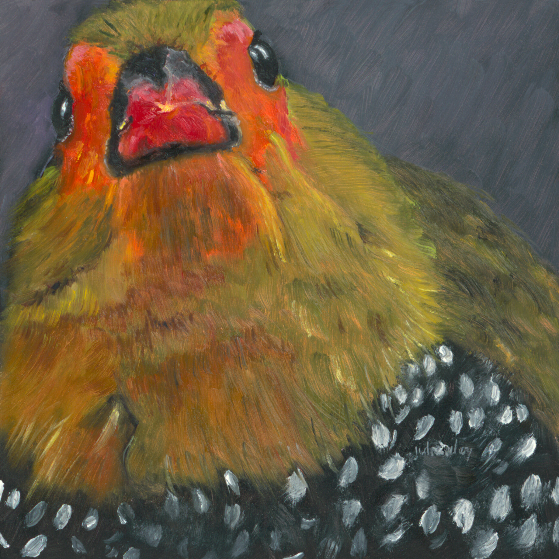 GREEN-BACKED TWINSPOT FINCH