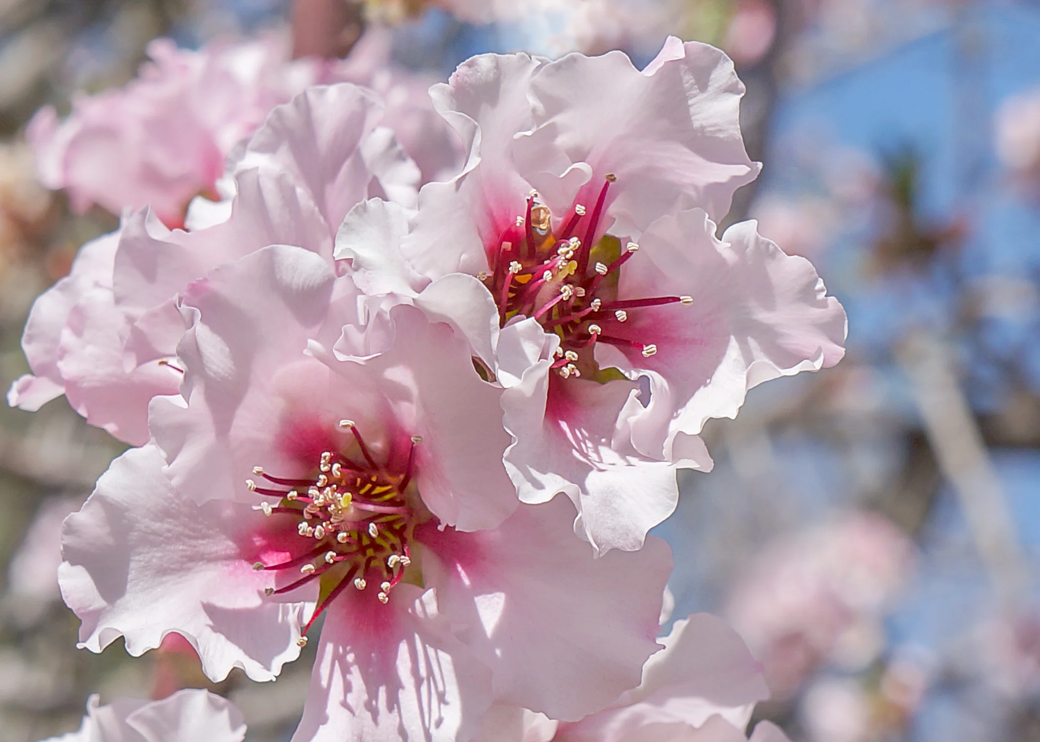 Copy of Blooming Peach Tree Card