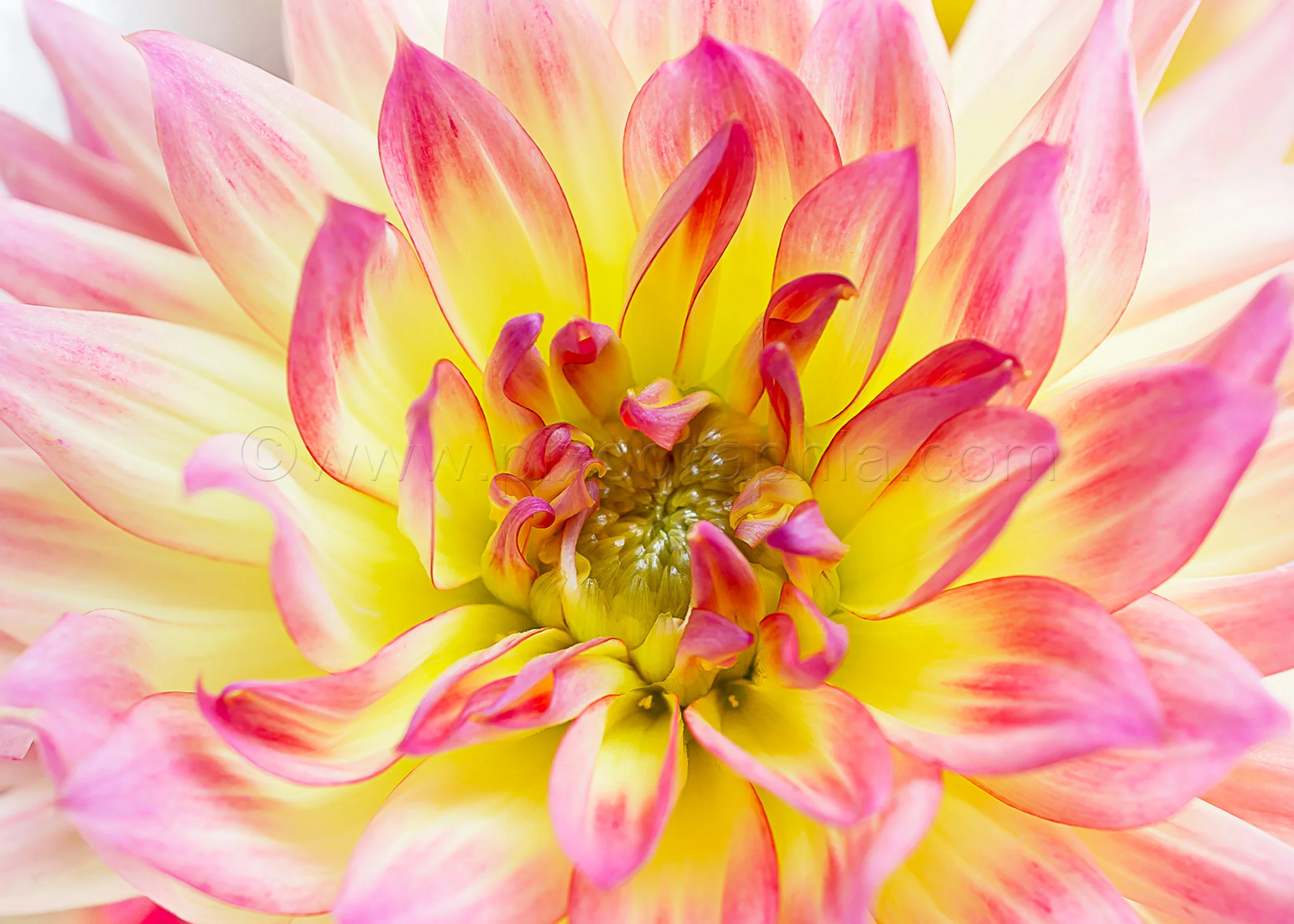 Copy of Pink Dahlia Card