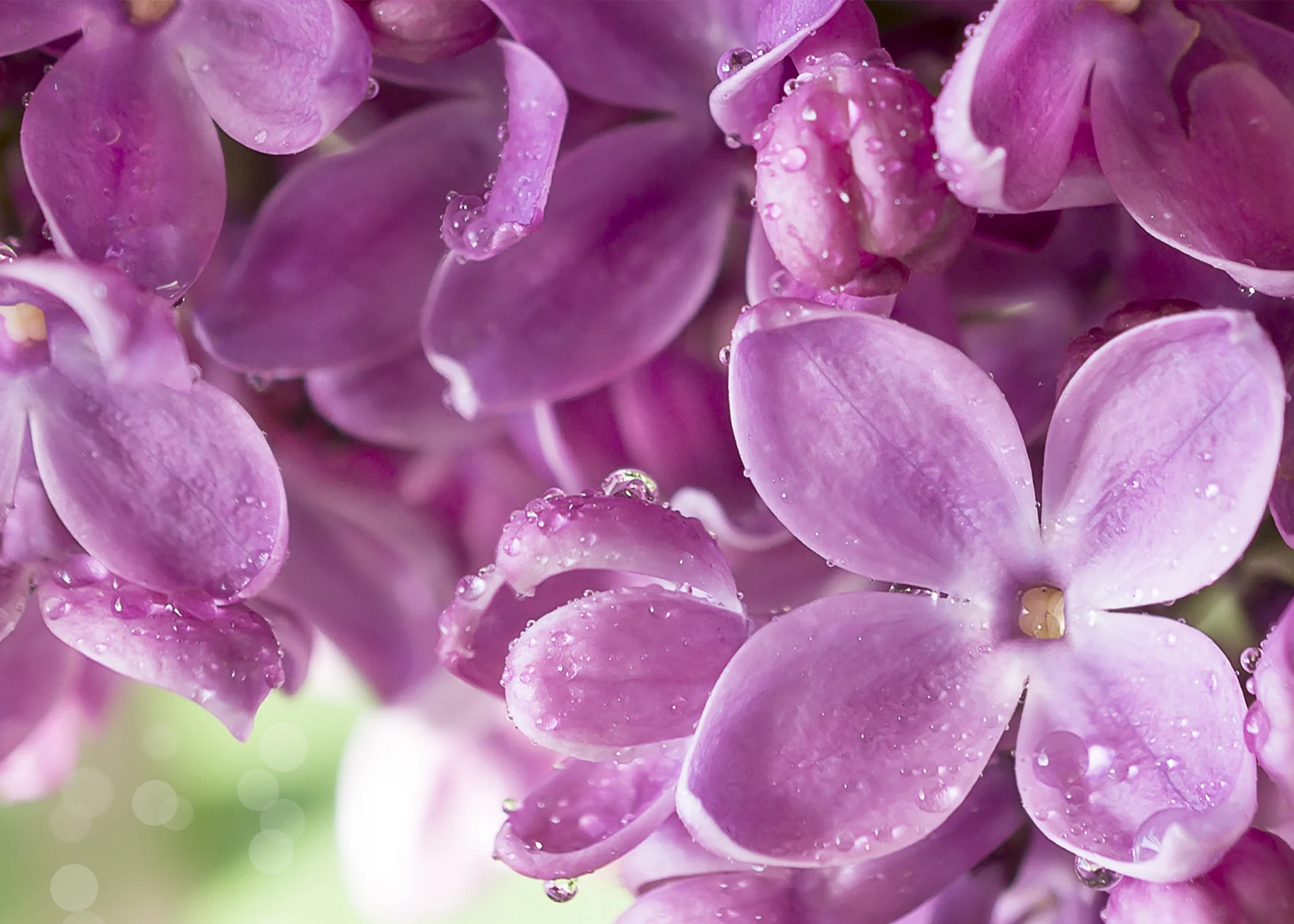 Copy of Purple Lilac Card