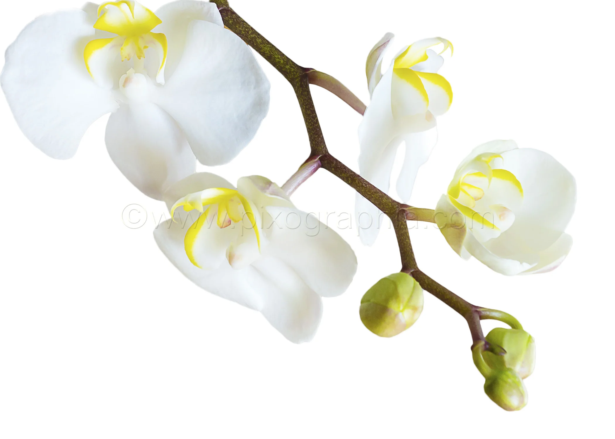 Copy of White Orchid Card