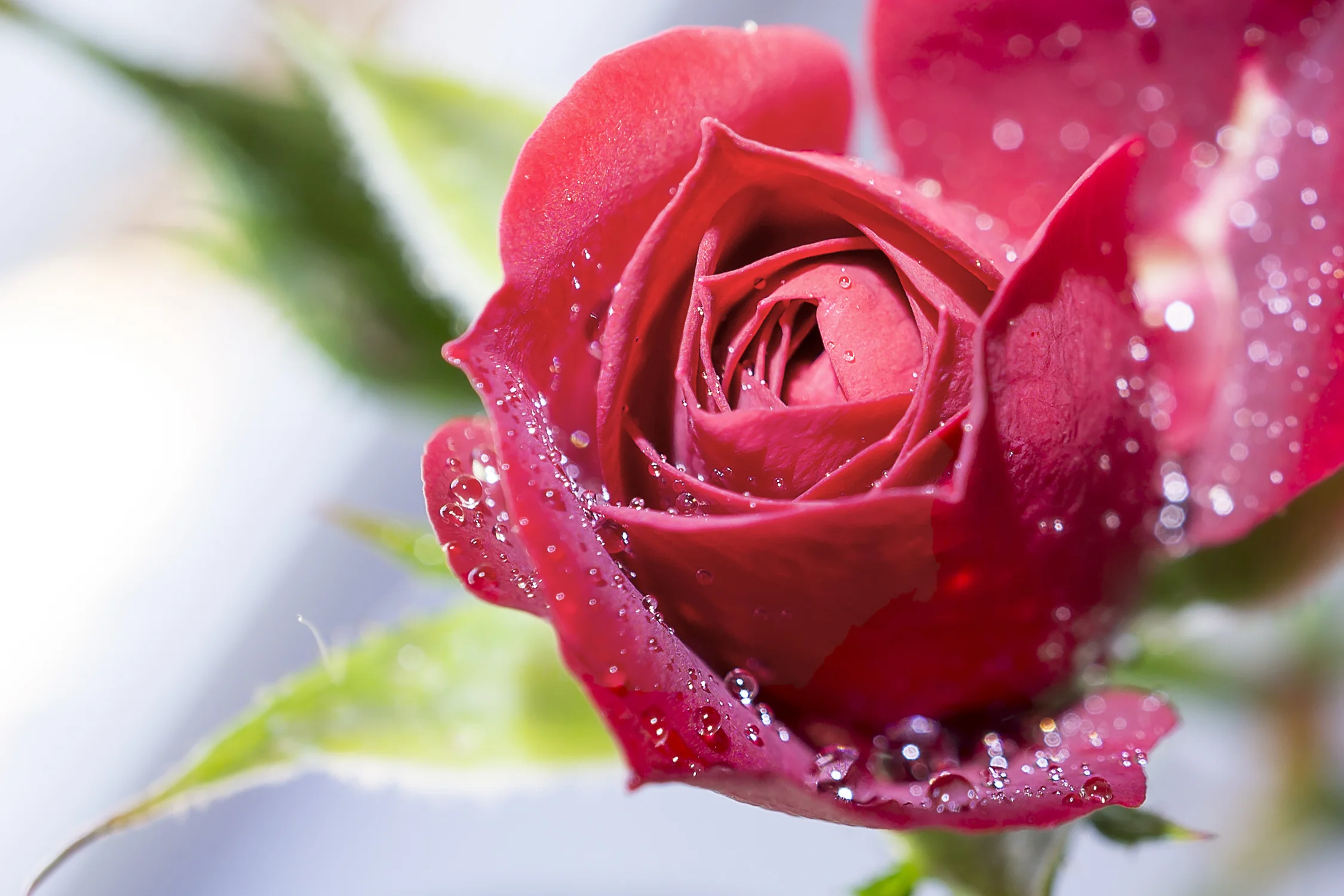 Copy of Miniature Red Rose Card