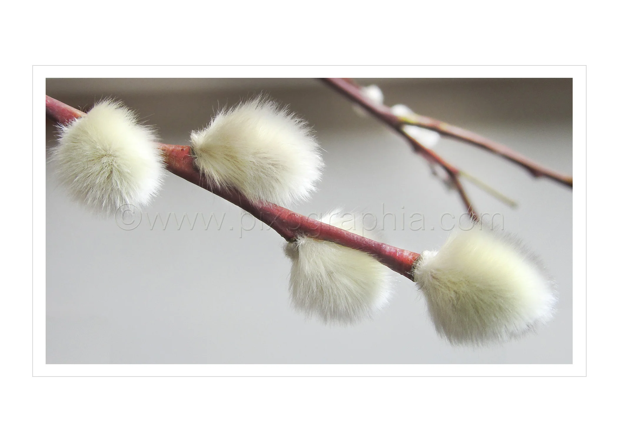 Copy of Pussy Willow Card