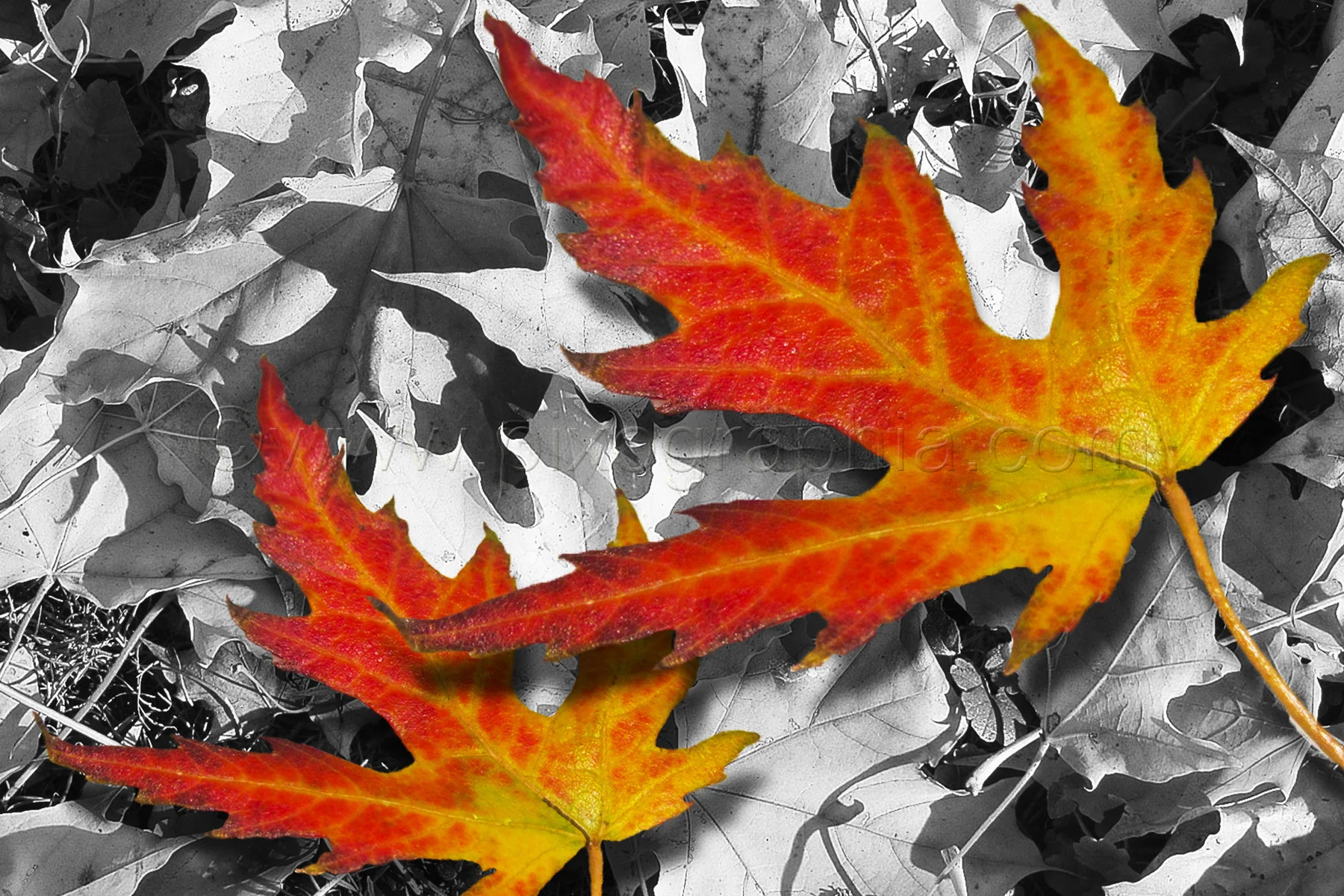 Copy of Red Maple Leaves Card