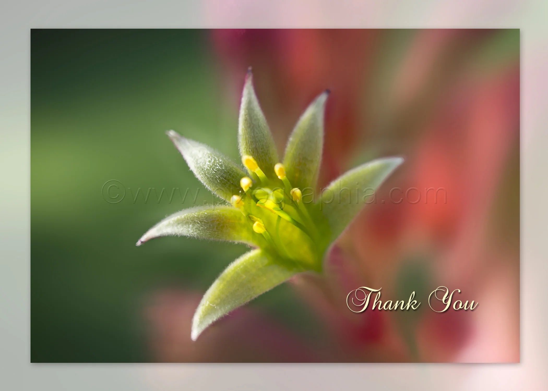 Copy of Kangaroo Paws Thank You Card