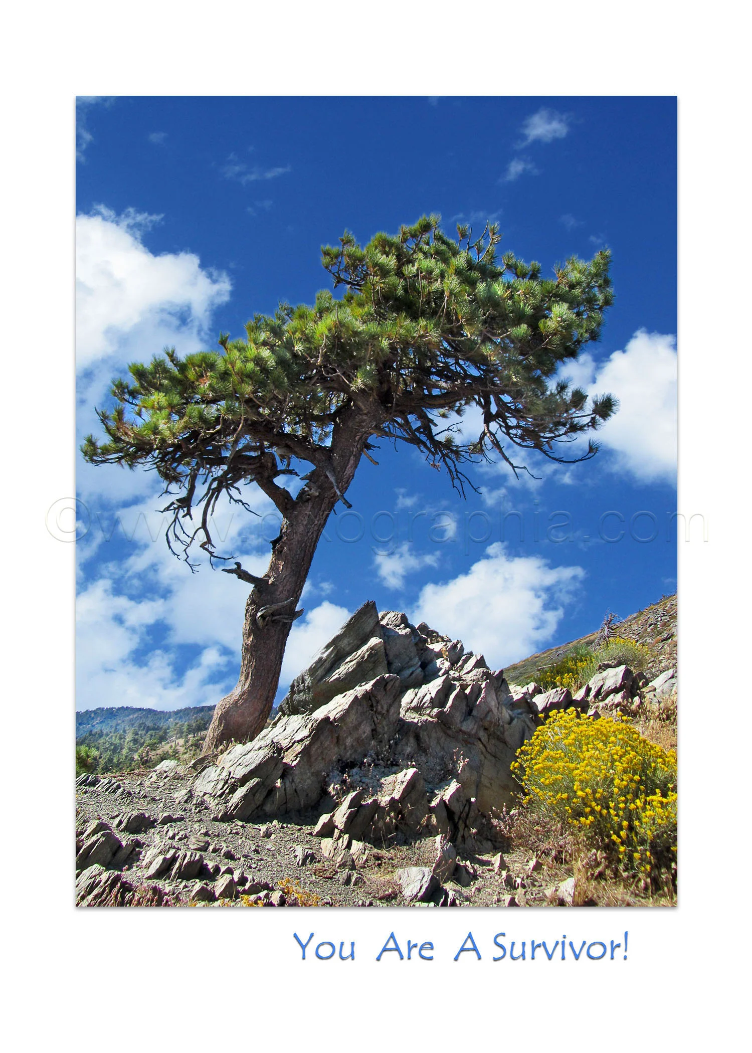 Copy of Pine Tree You Are a Survivor Card