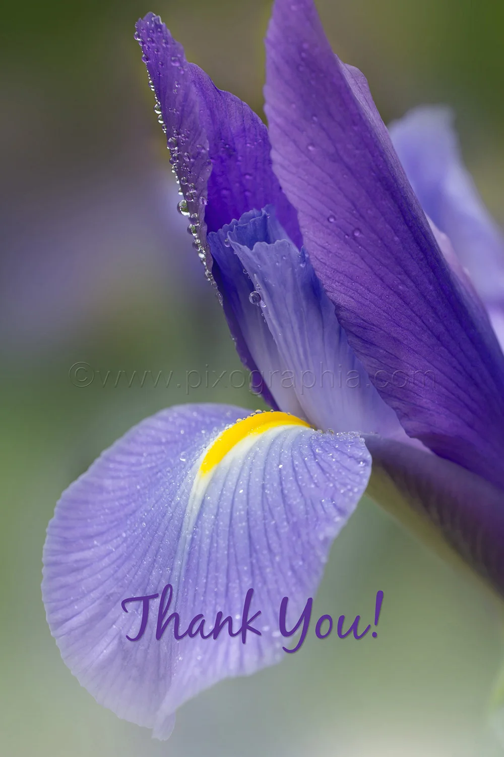 Copy of Iris Thank You Card
