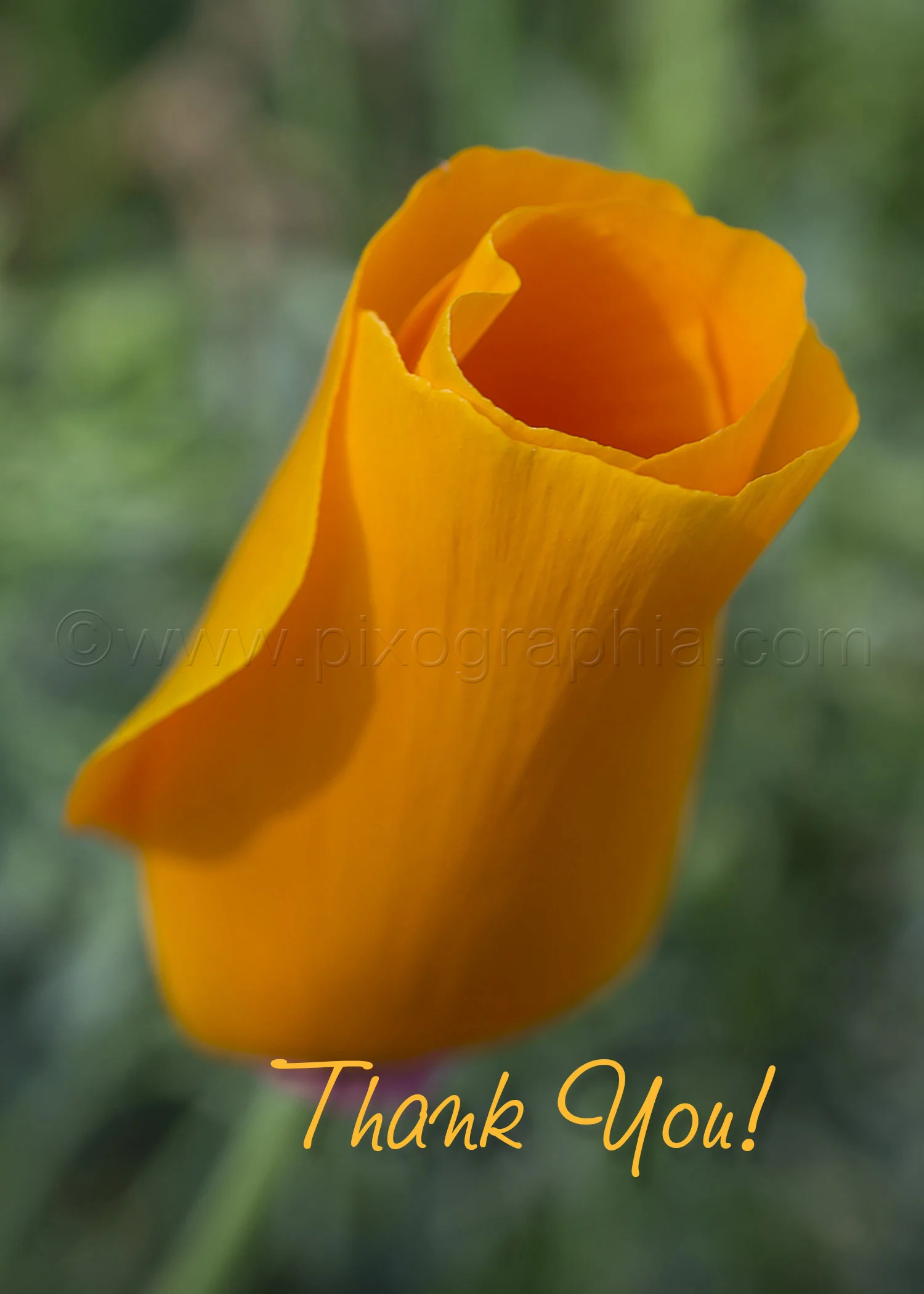 Copy of California Poppy Thank You Card