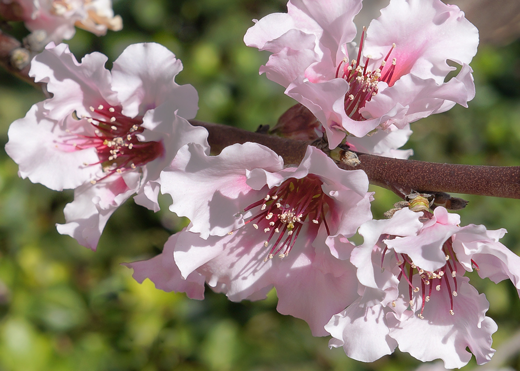 Peach Tree Branch