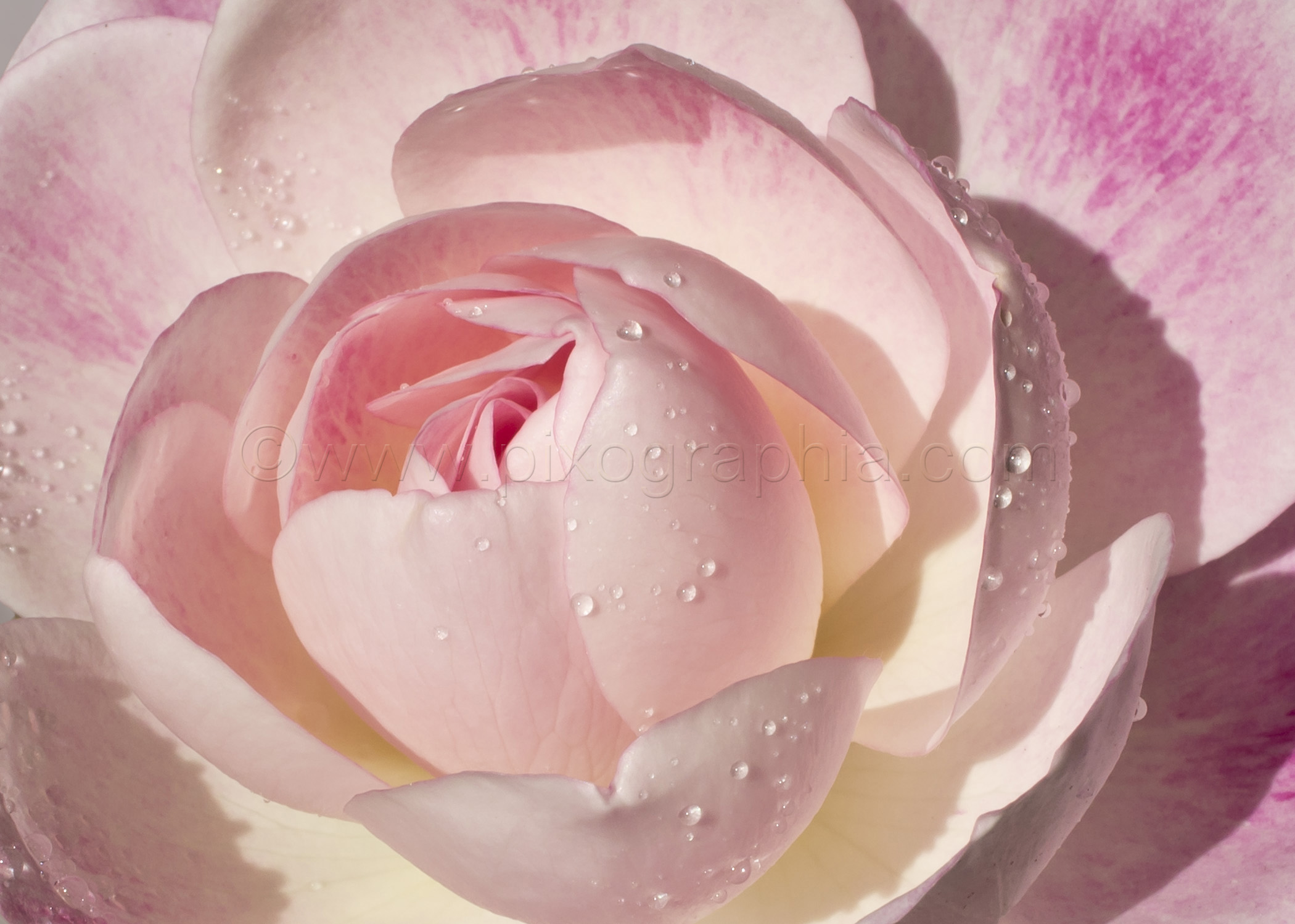 Miniflora Pink Rose